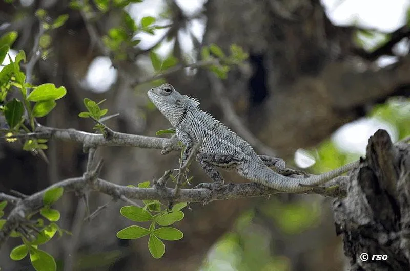 Animals in Hotel Tamarind Tree