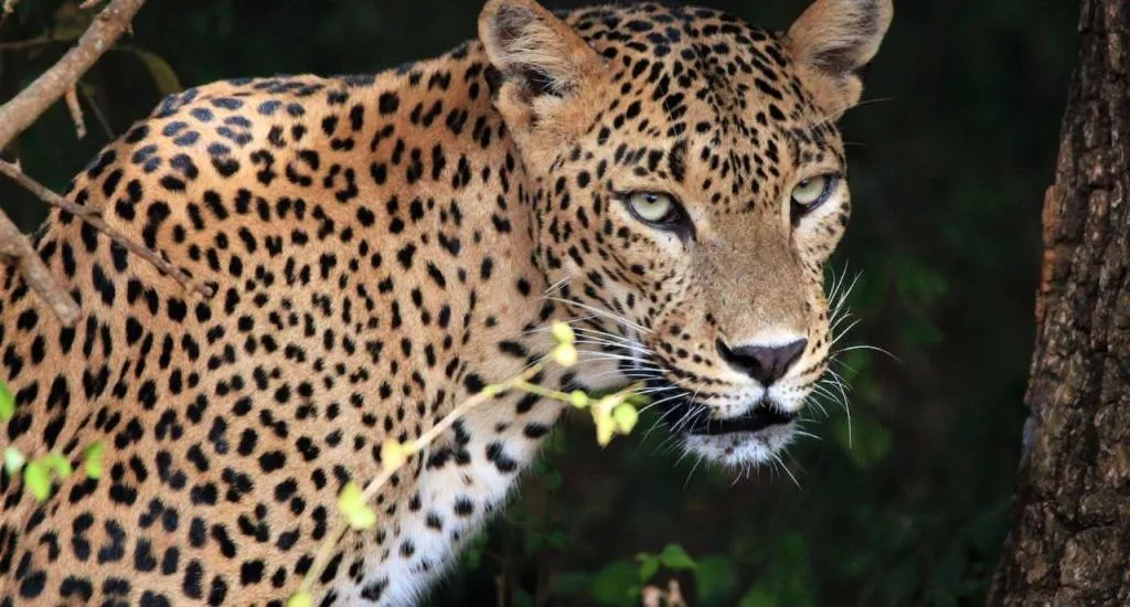 Animals in Hotel Tamarind Tree