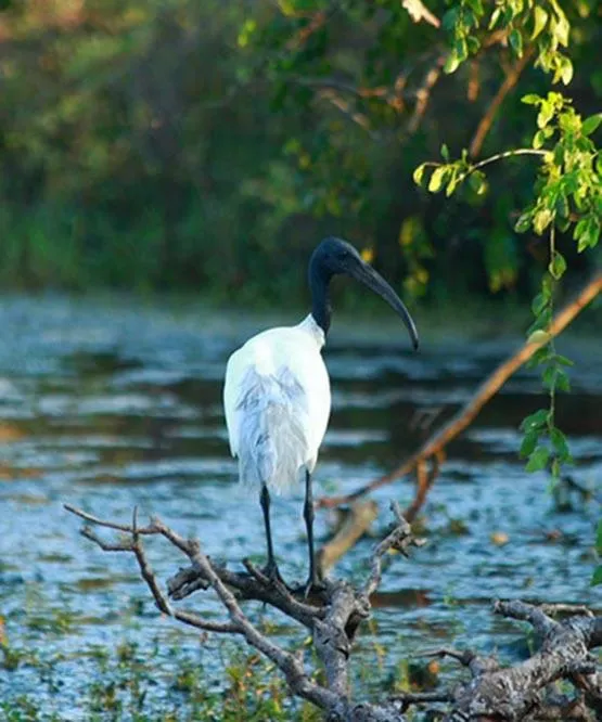 Animals in Hotel Tamarind Tree