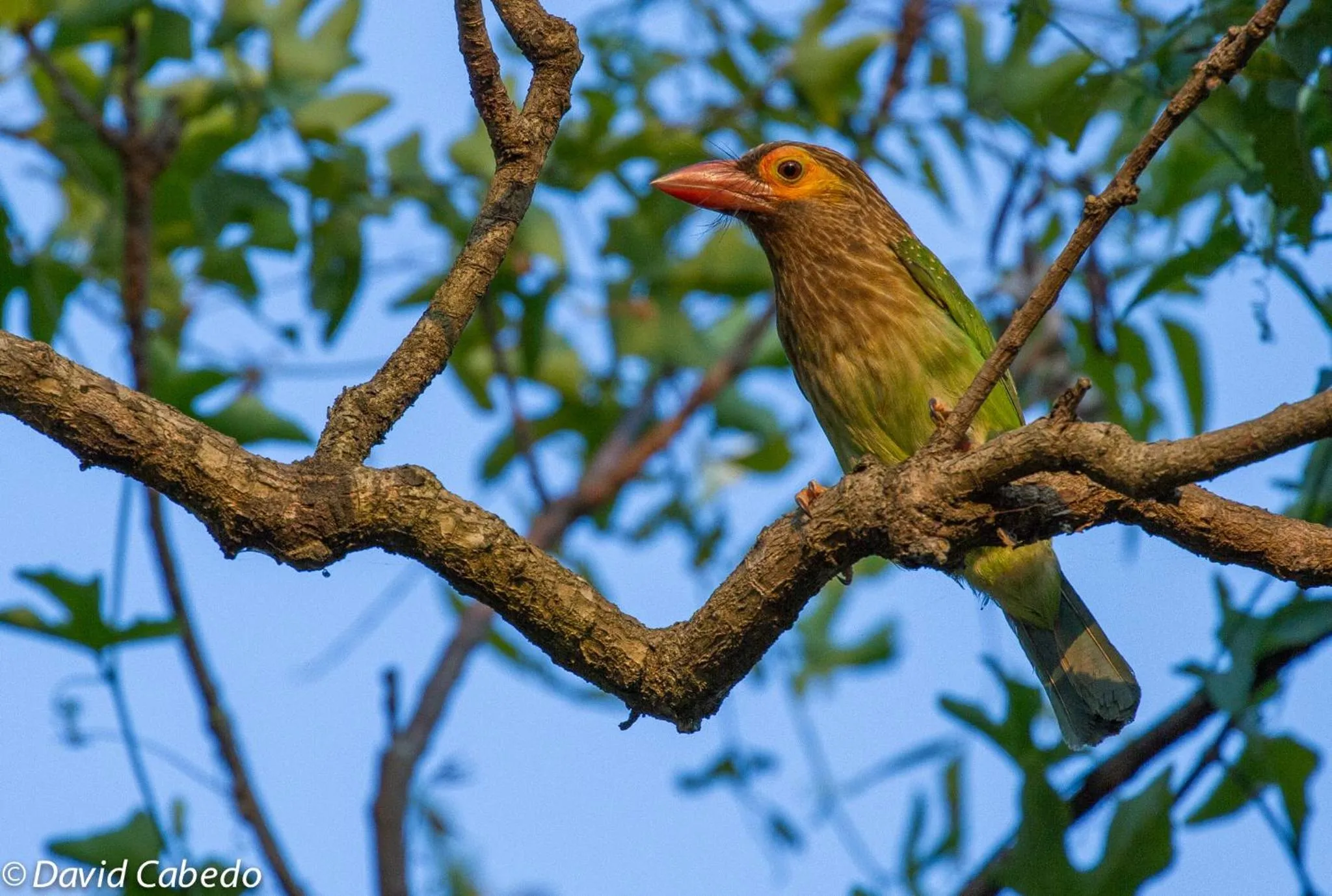 Animals in Hotel Tamarind Tree