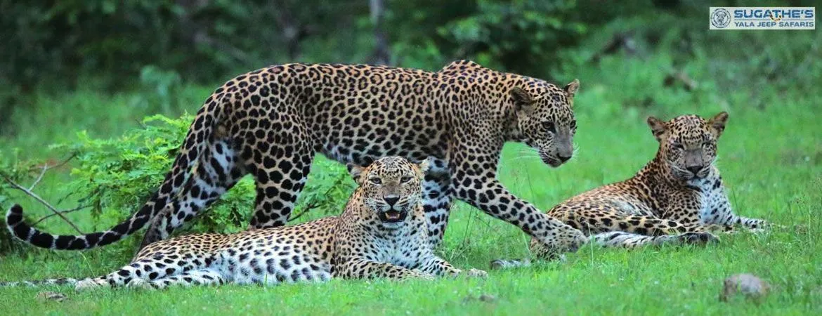 Animals in Hotel Tamarind Tree