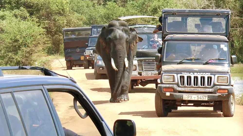 Animals in Hotel Tamarind Tree