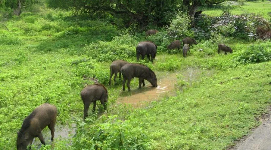Animals in Hotel Tamarind Tree