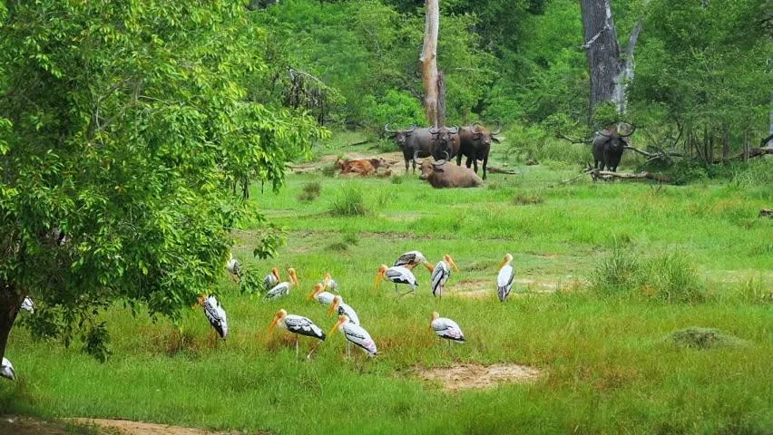 Animals in Hotel Tamarind Tree
