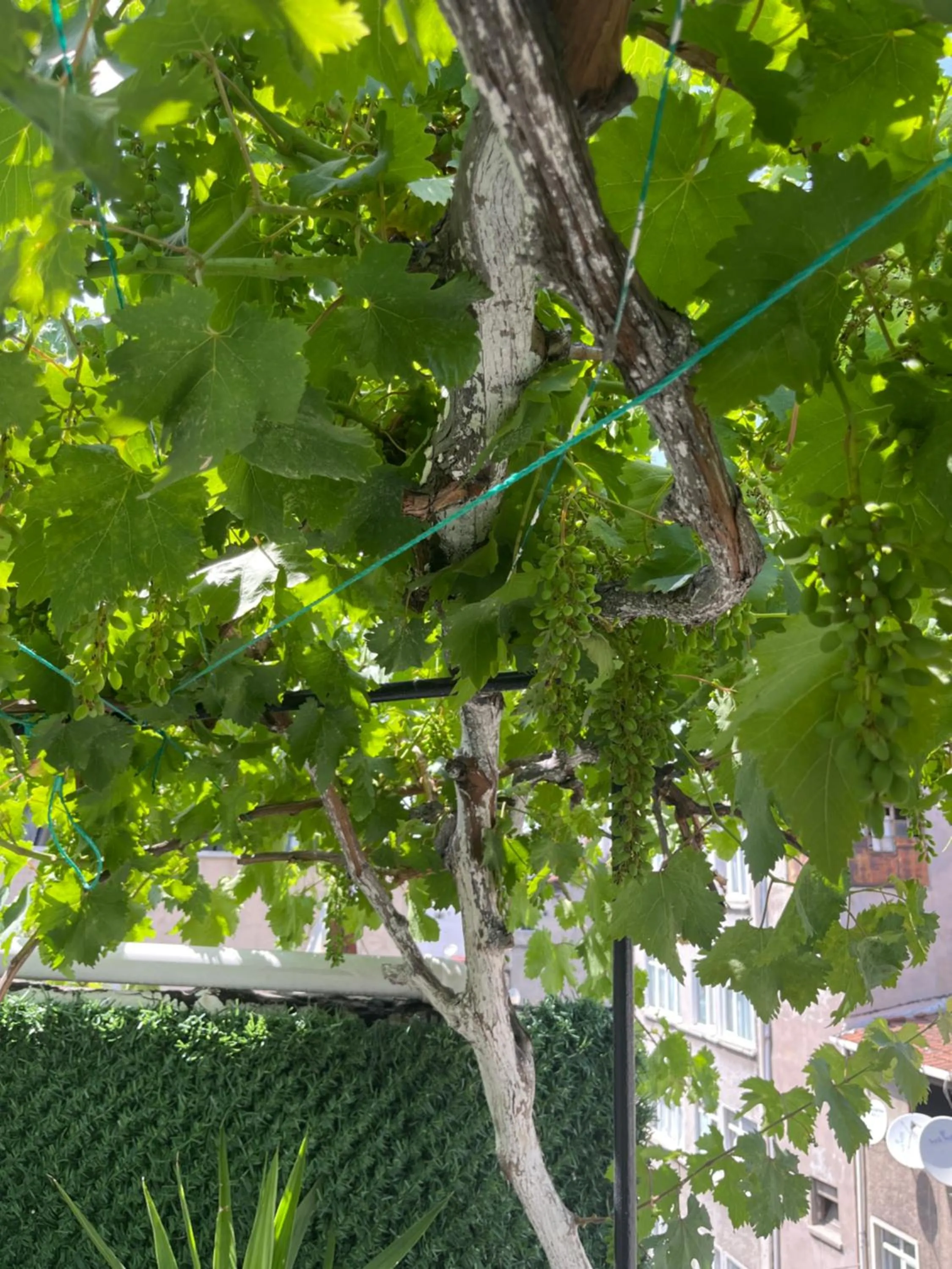 Spring in Taksim Neo Pera Suites