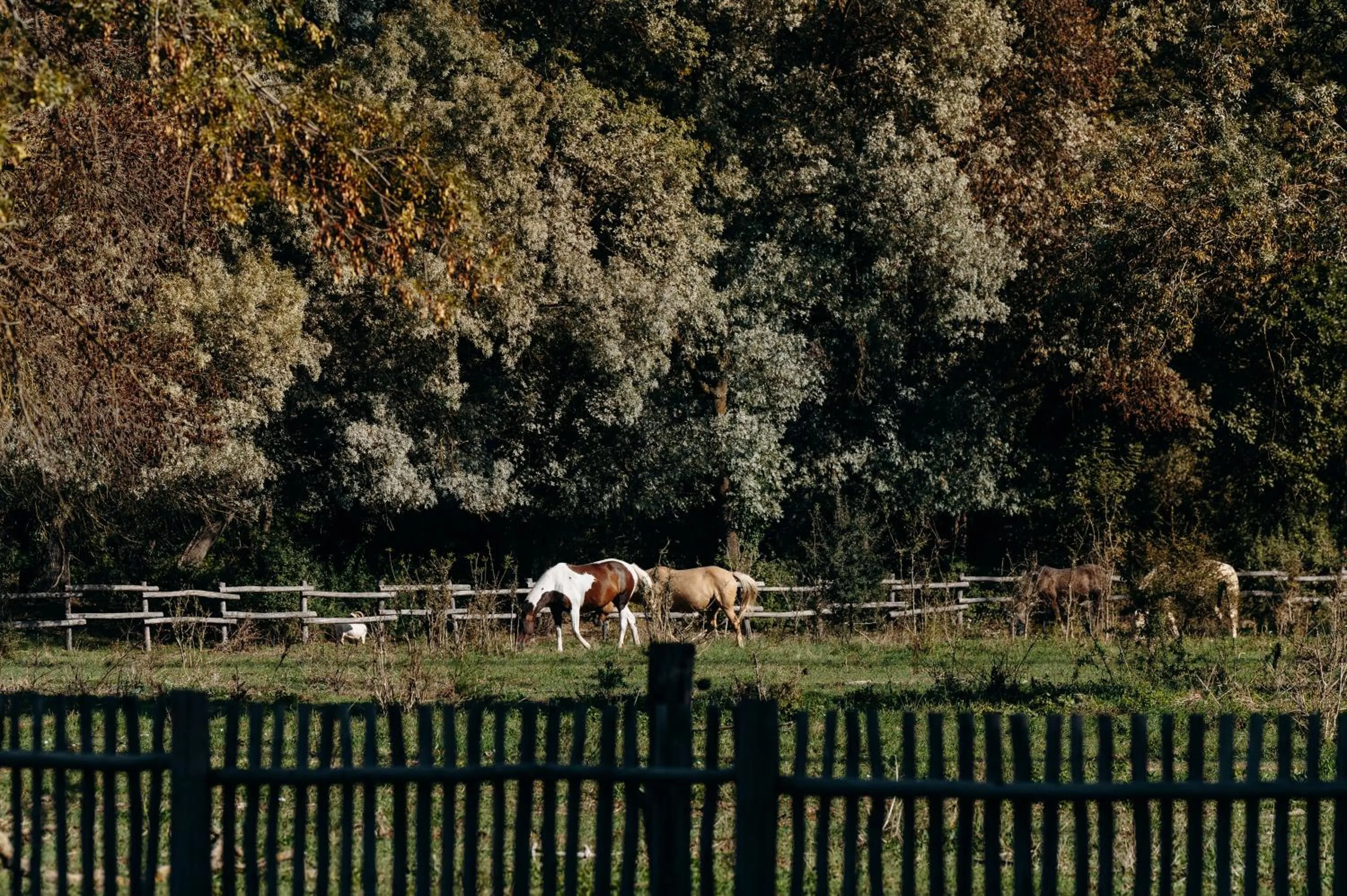 Garden in Hôtel Domaine de Biar