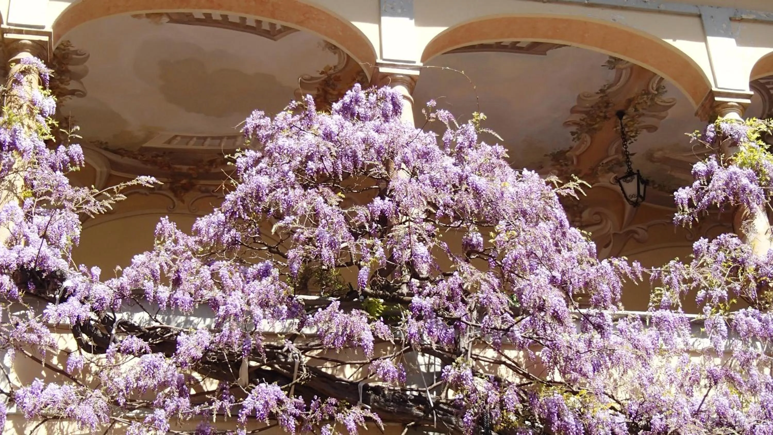 Property building in Palazzo Ronchelli