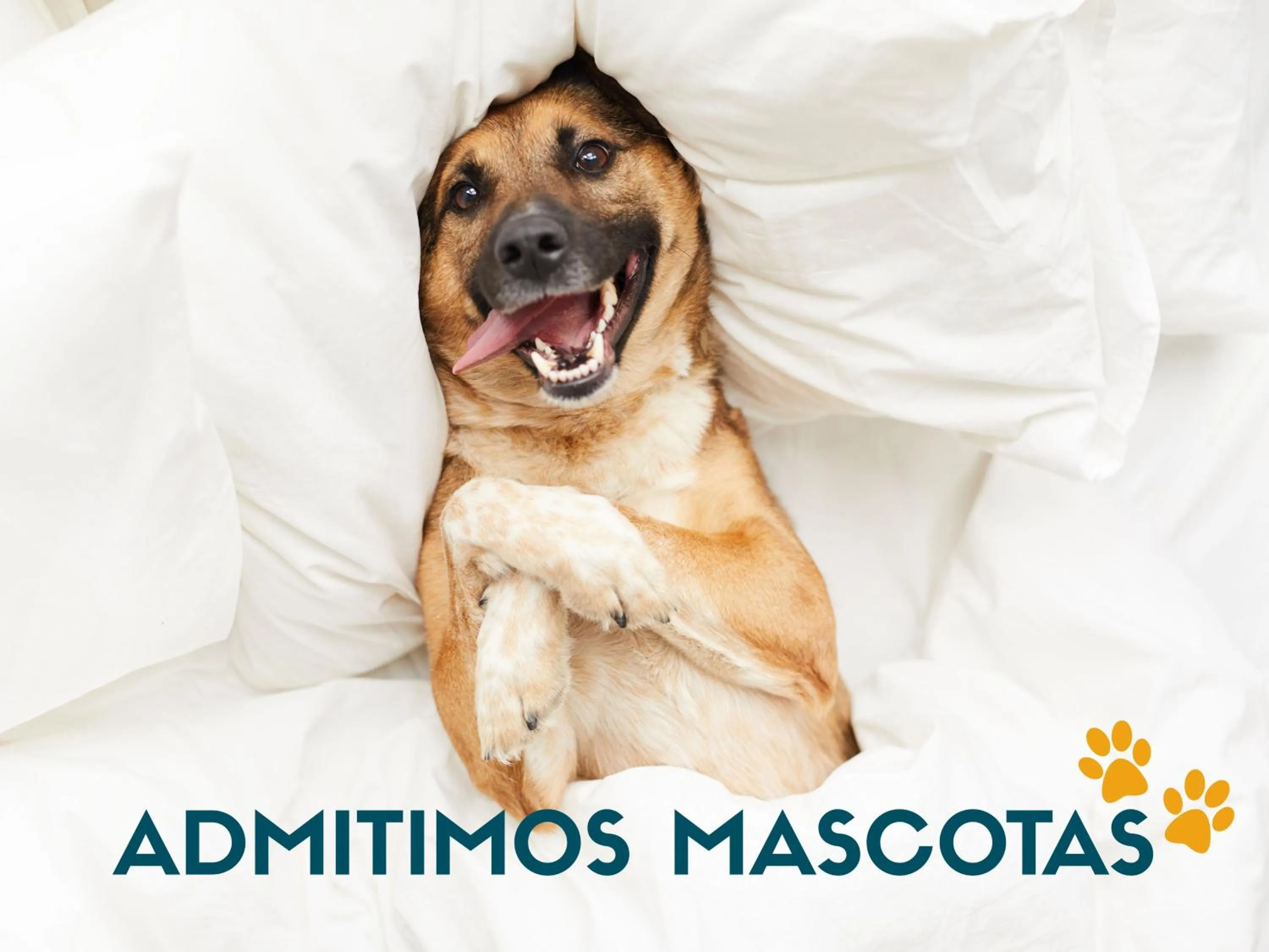 Pets in Apartamentos Catedral Plaza 3000
