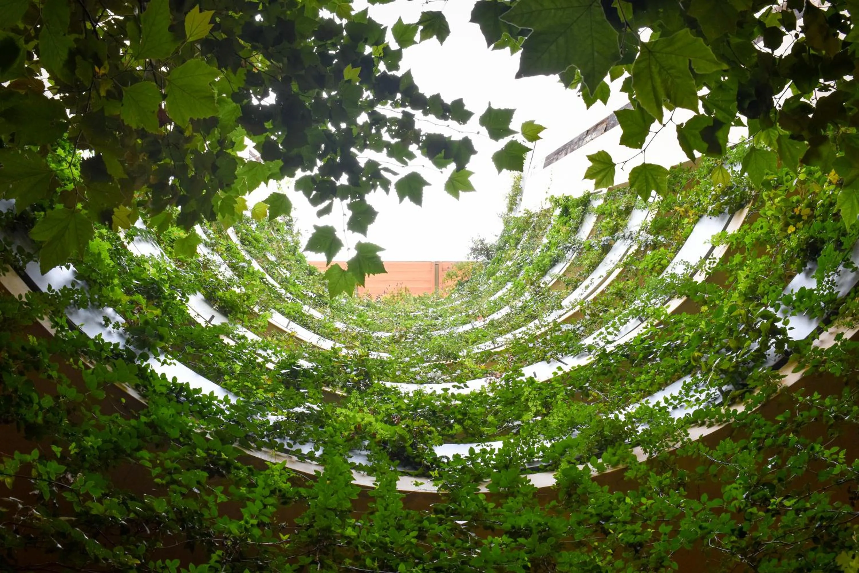 Garden in ONTO Alvaro Obregon Mexico City