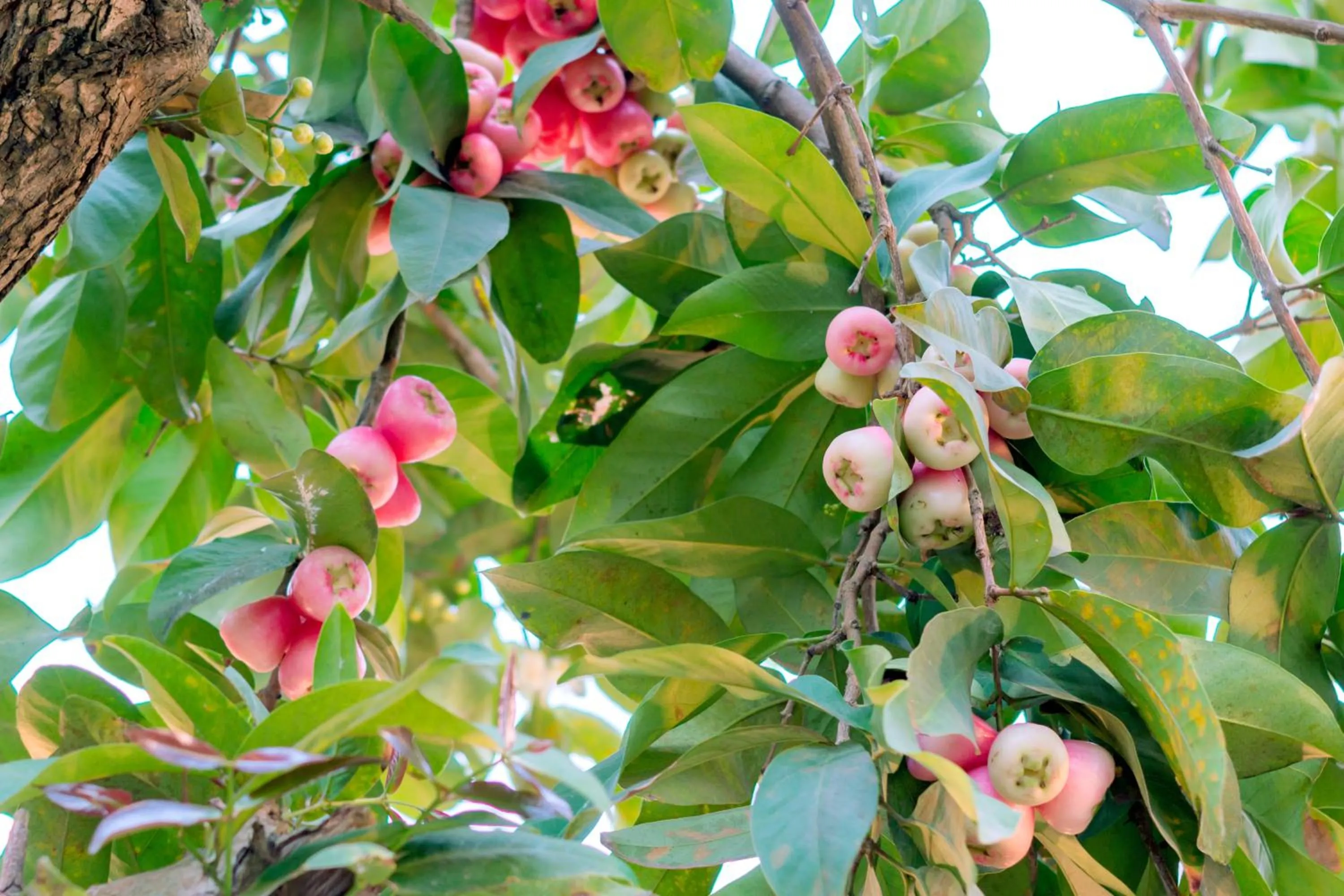 Garden view in B'Lan Riverside Villa