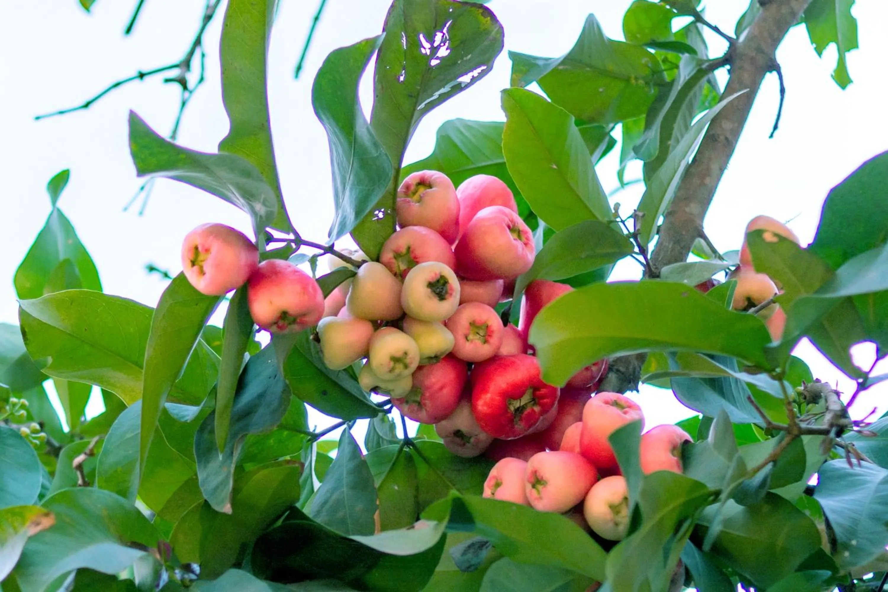 Garden view in B'Lan Riverside Villa
