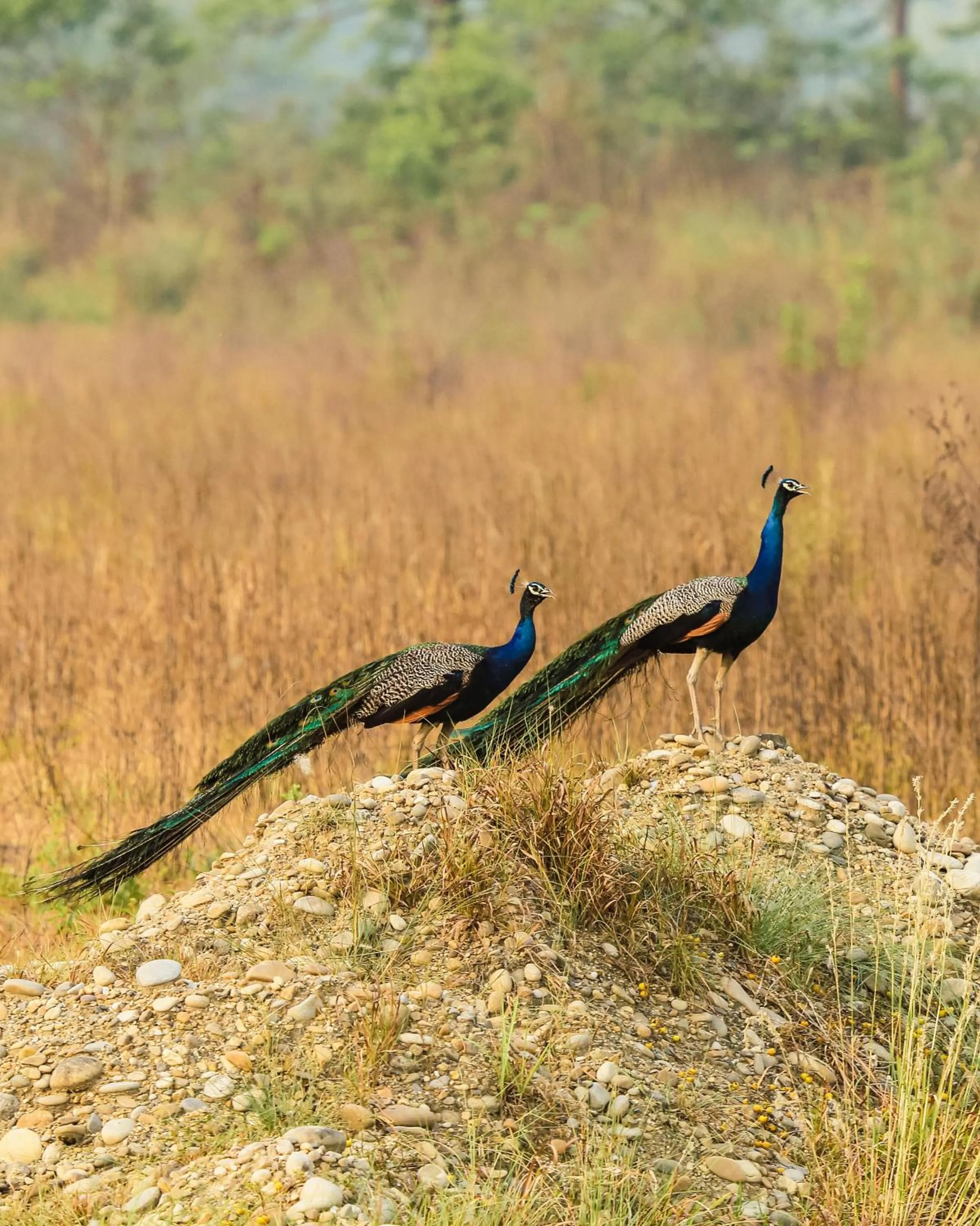 Natural landscape in Kasara Chitwan