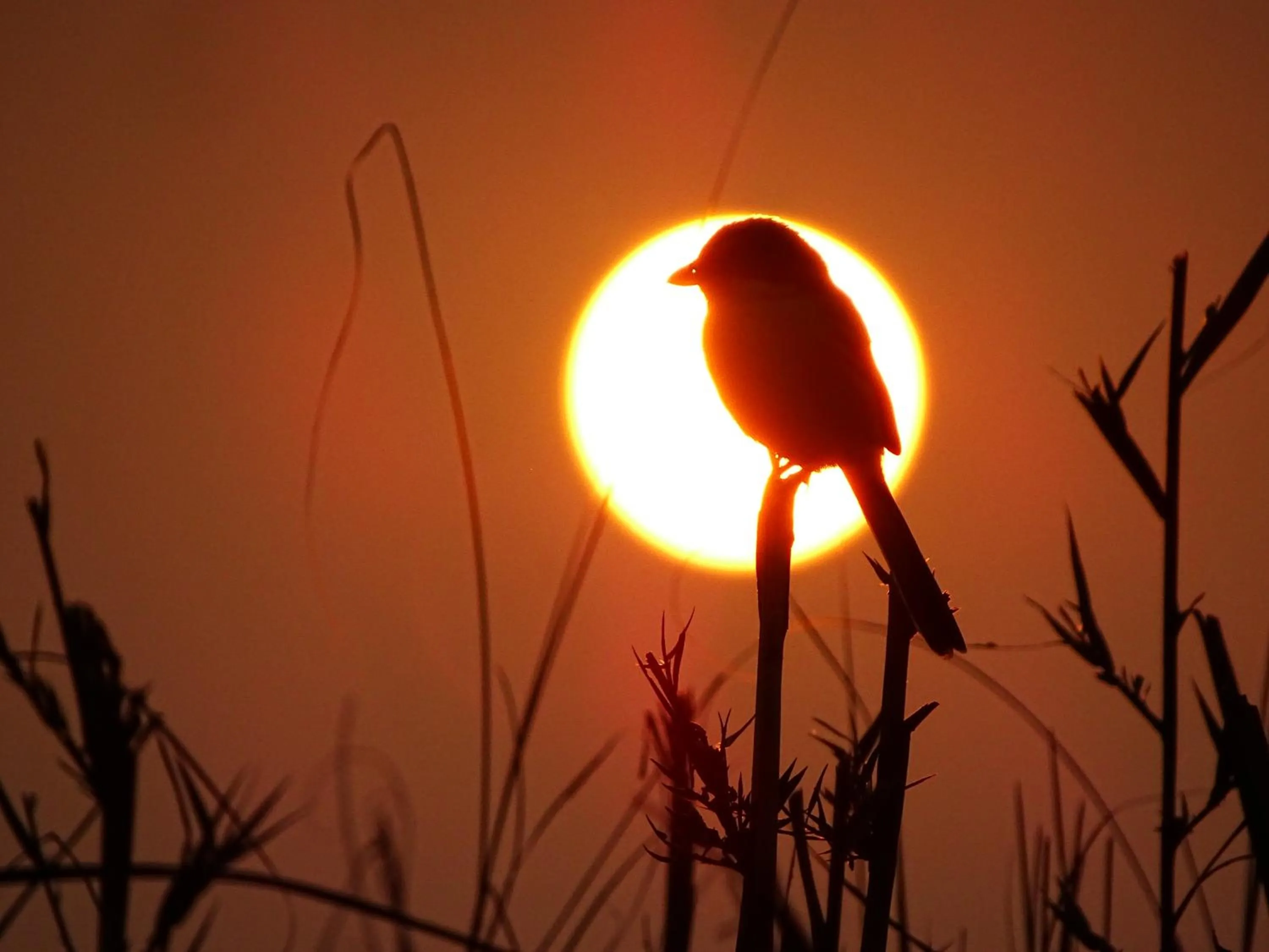 Activities in Kasara Chitwan