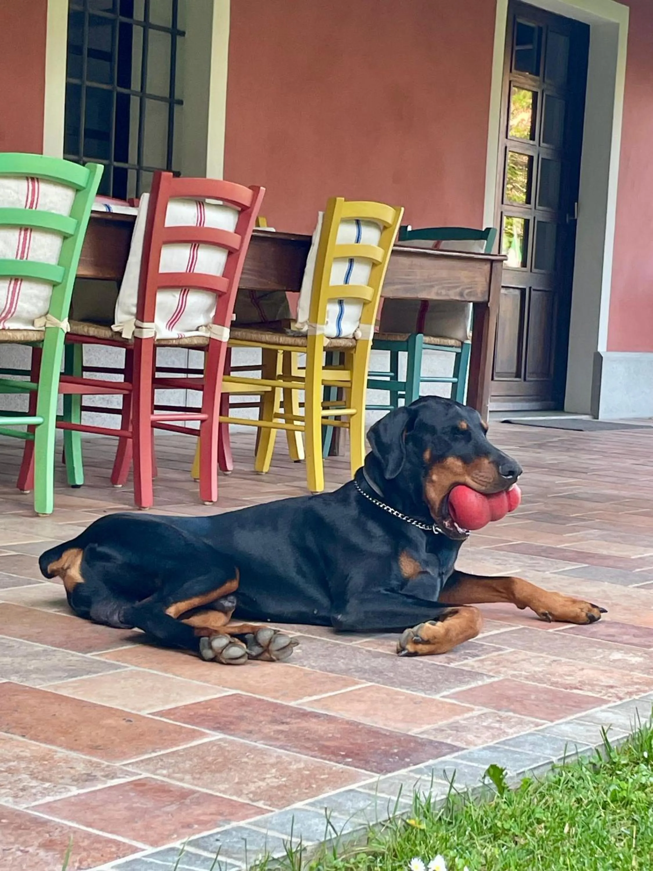 Animals in Fiori Di Maggio