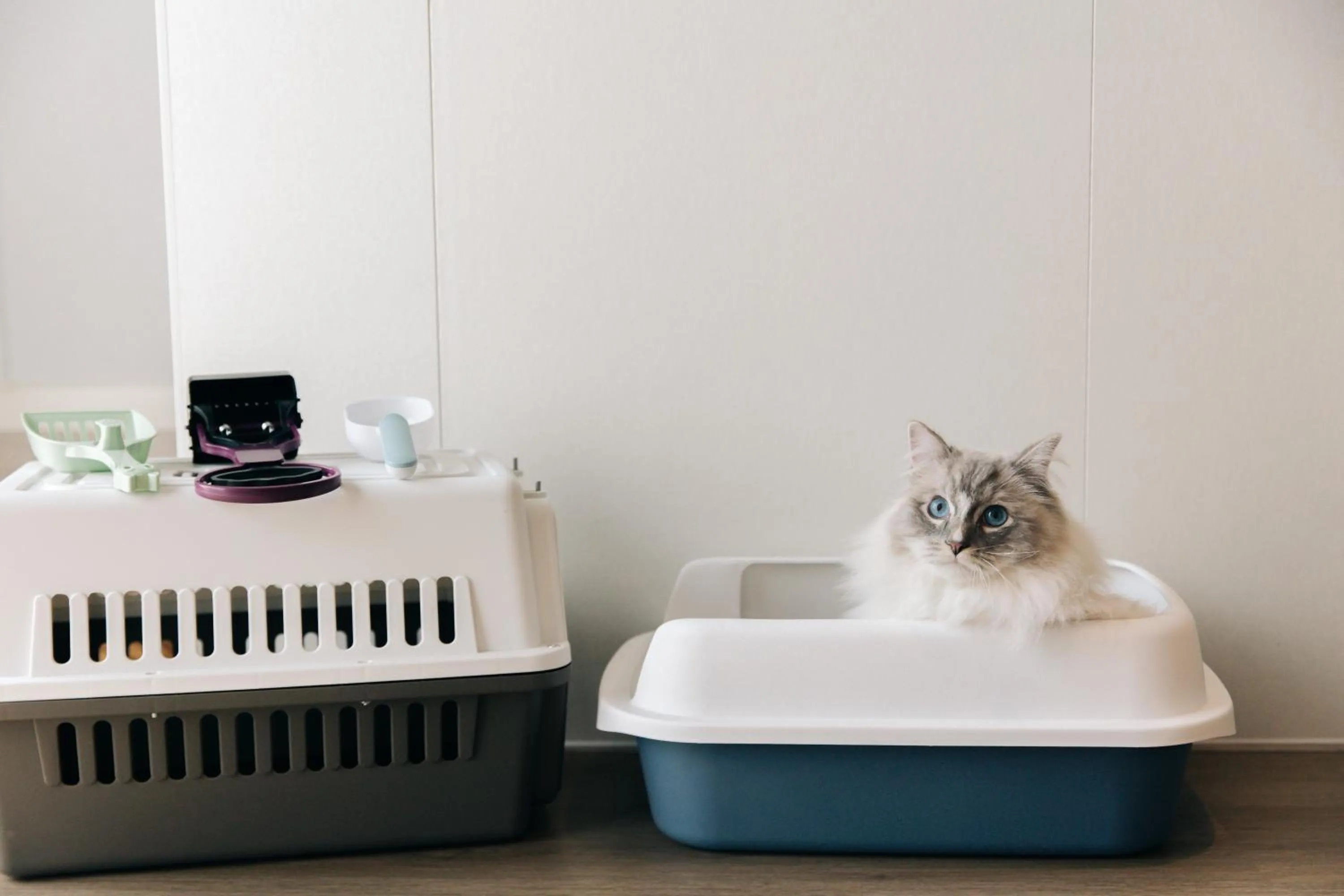 Pets in Nian hotel & resorts