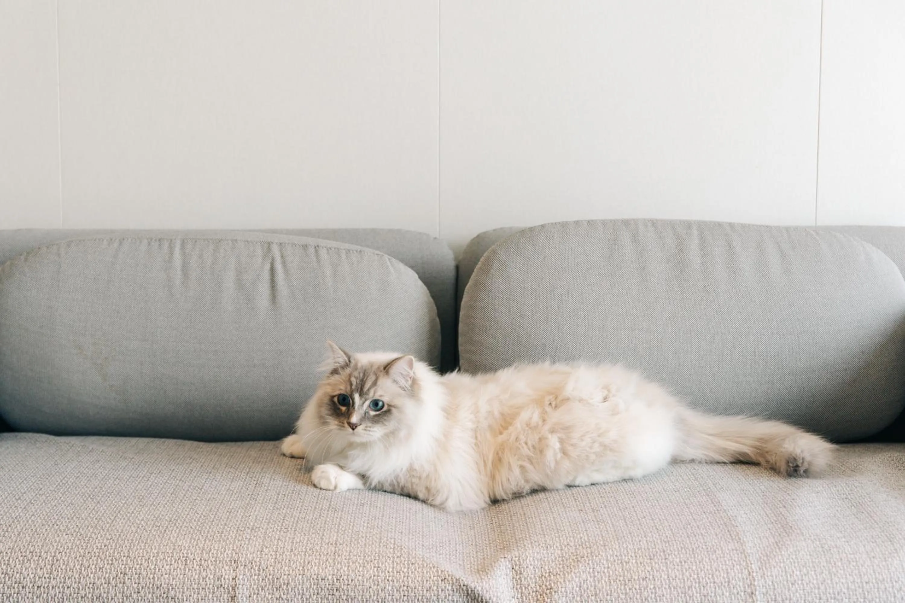 Pets in Nian hotel & resorts