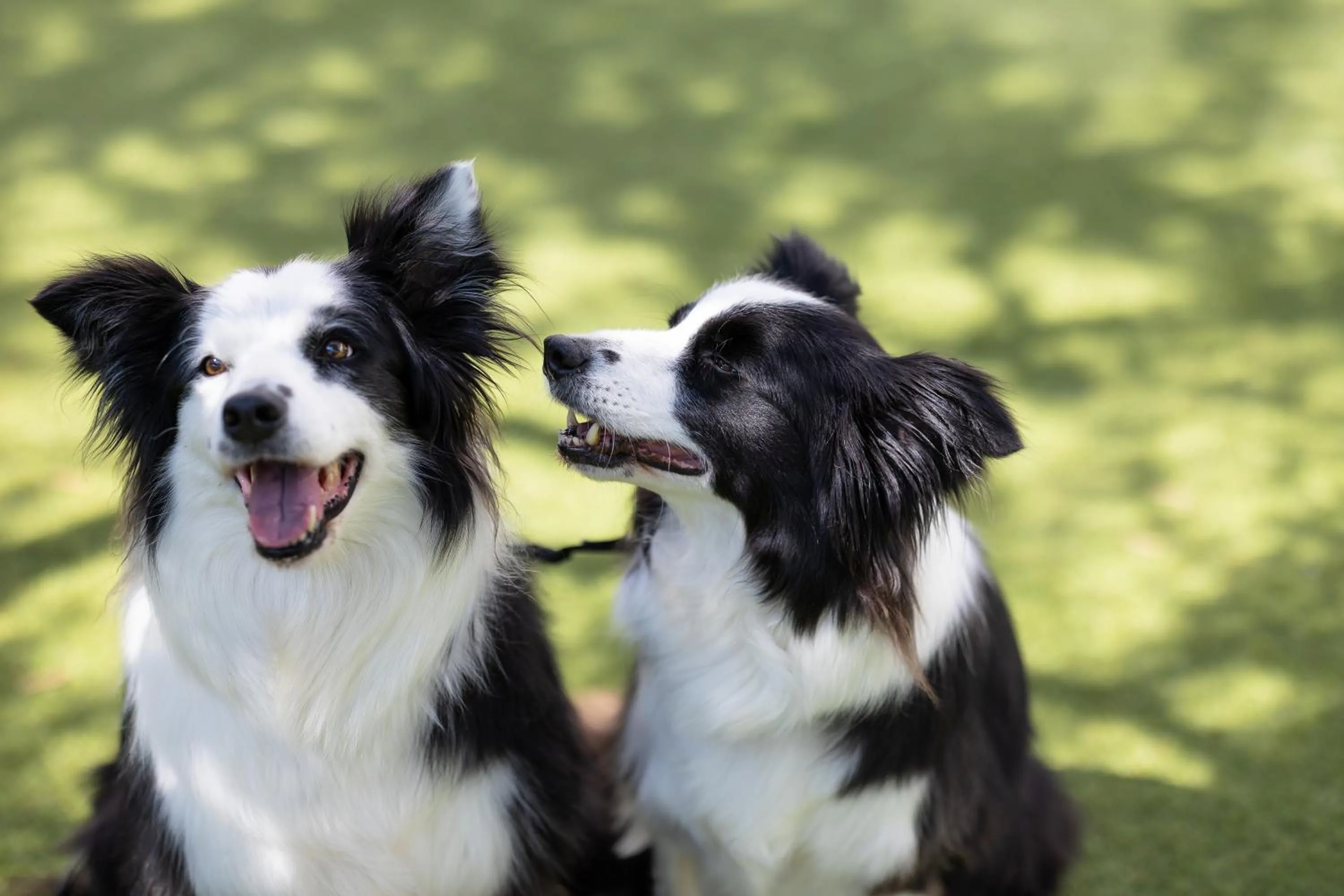 pet friendly in Hotel Ristorante Al Fiore