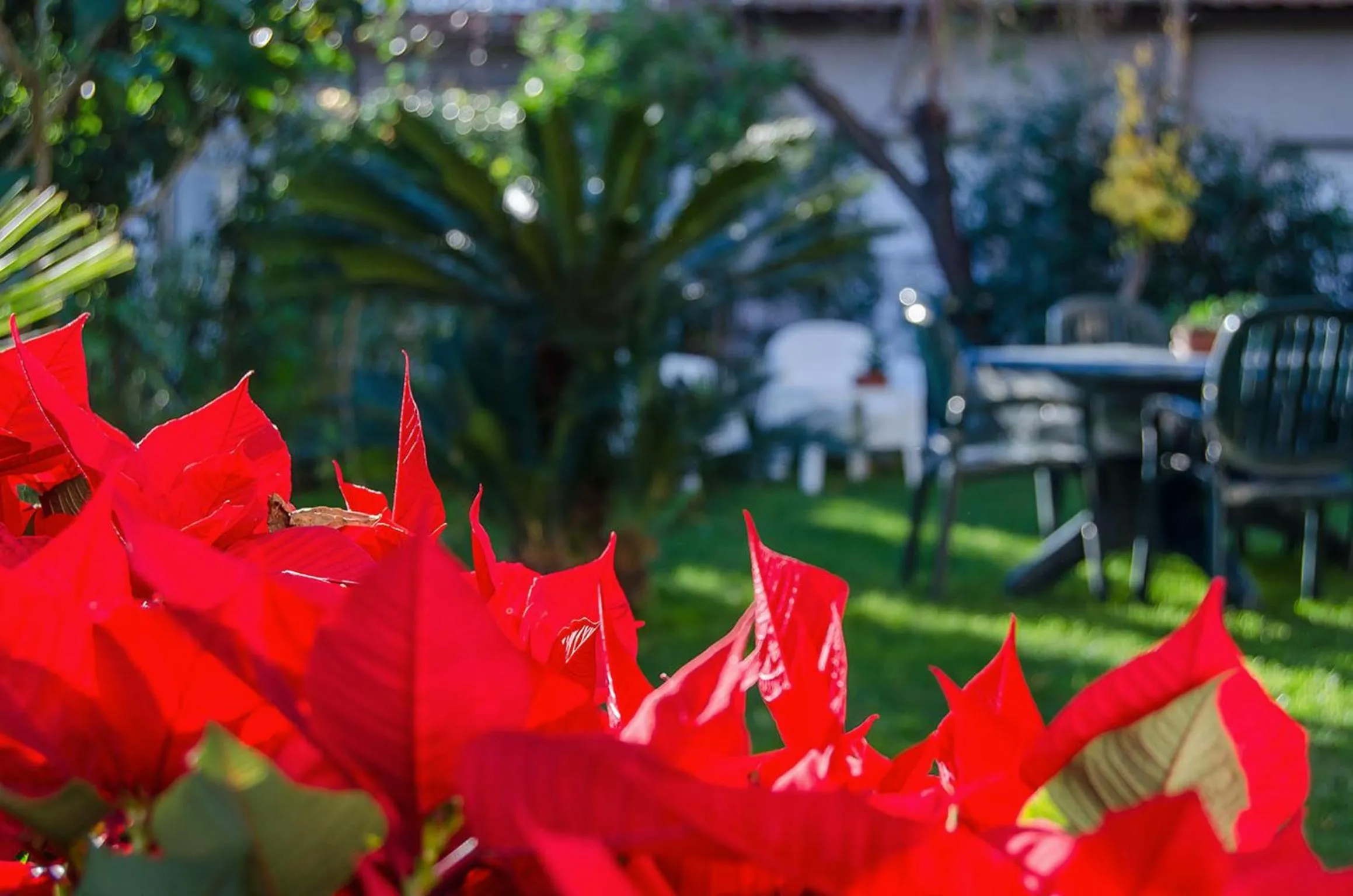 Garden in House Etna View
