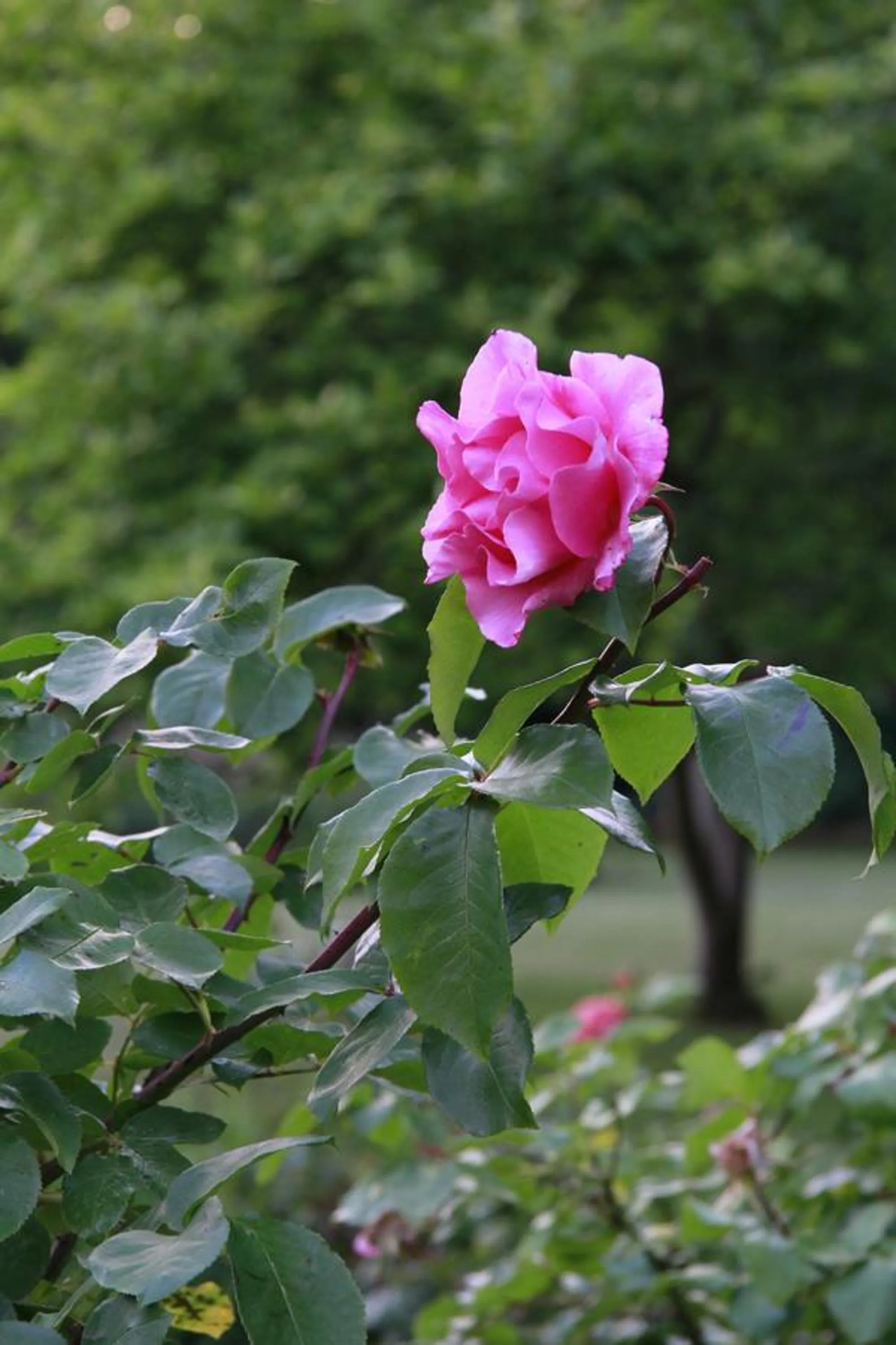 Garden in Vemmetofte Præstegård