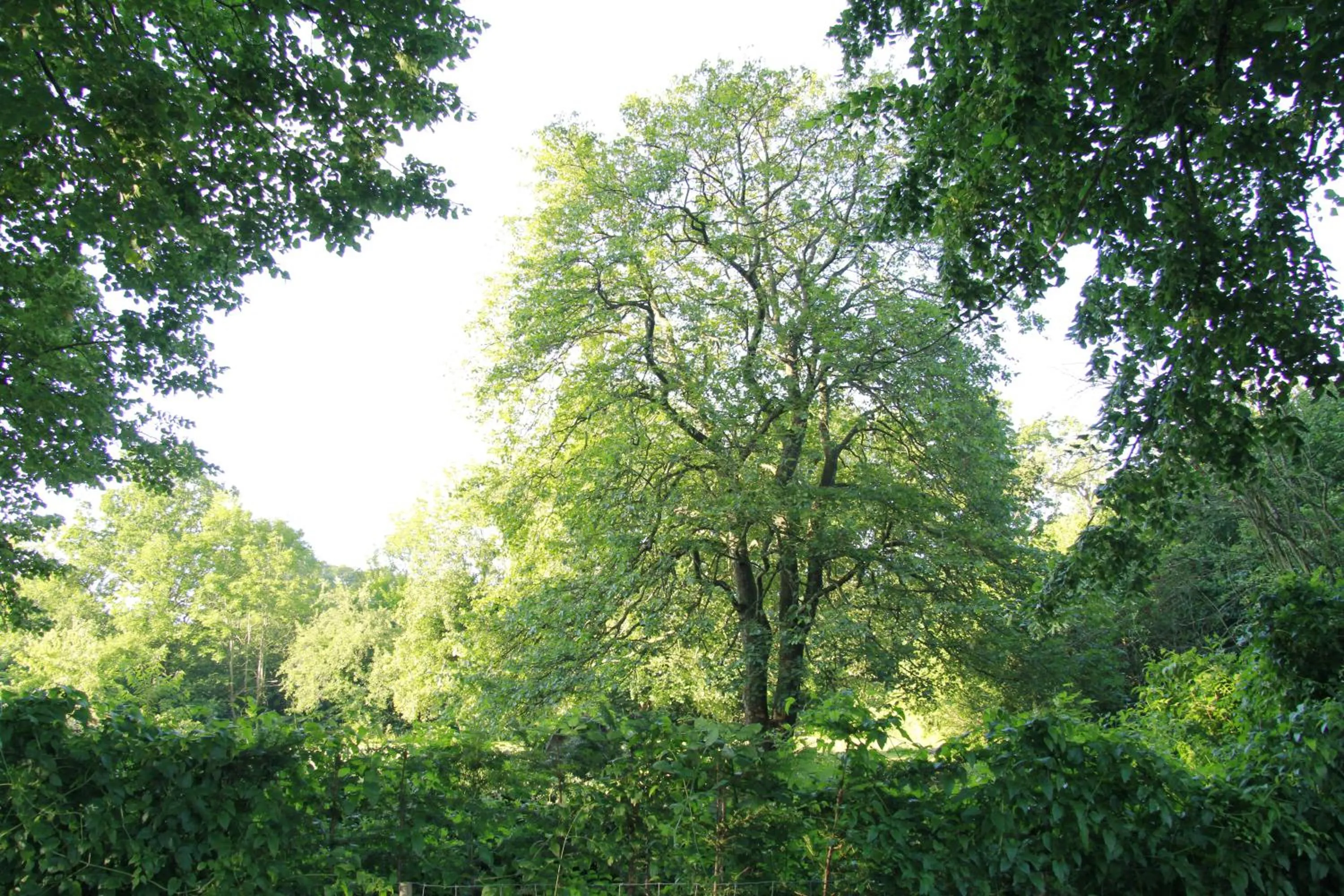 Garden in Vemmetofte Præstegård