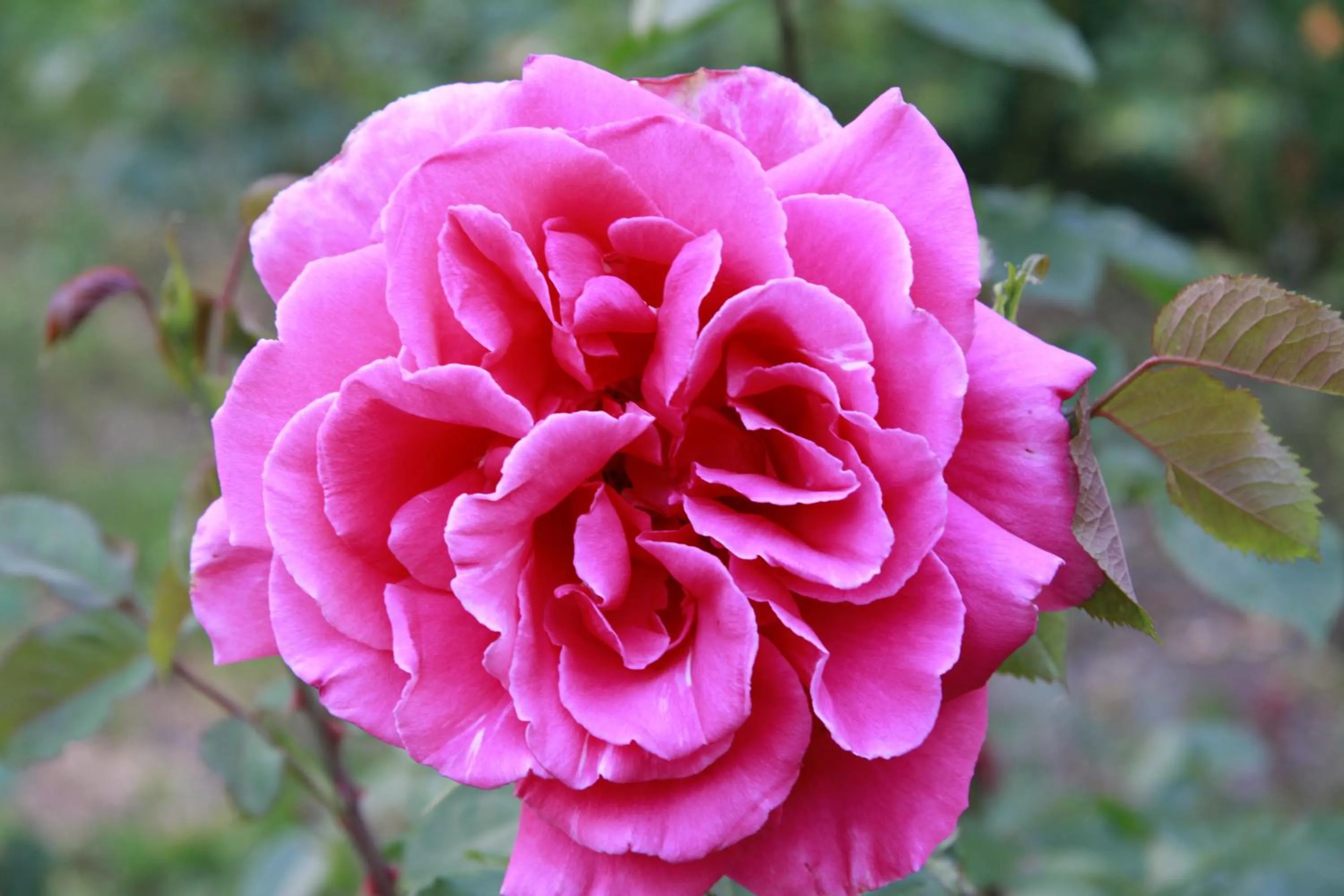 Garden in Vemmetofte Præstegård