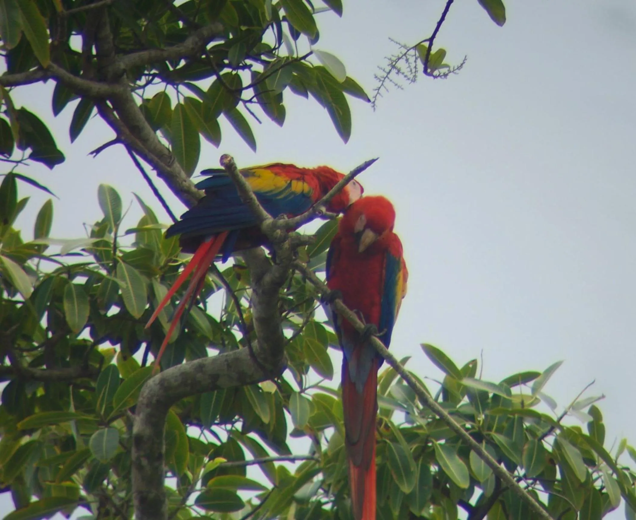 Animals in Casa Horizontes Corcovado