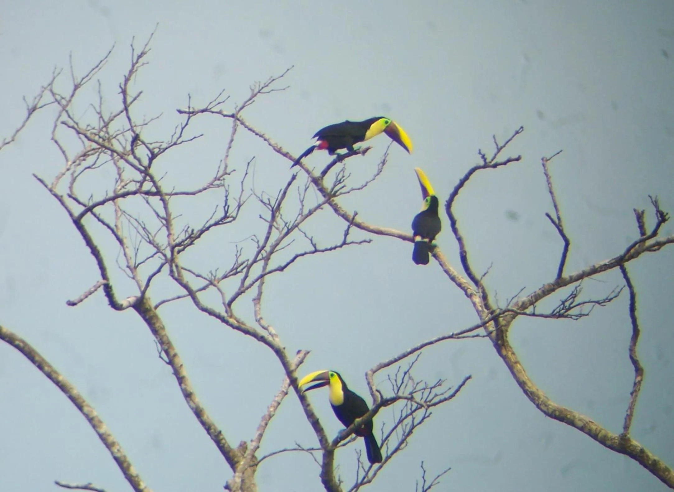 Animals in Casa Horizontes Corcovado