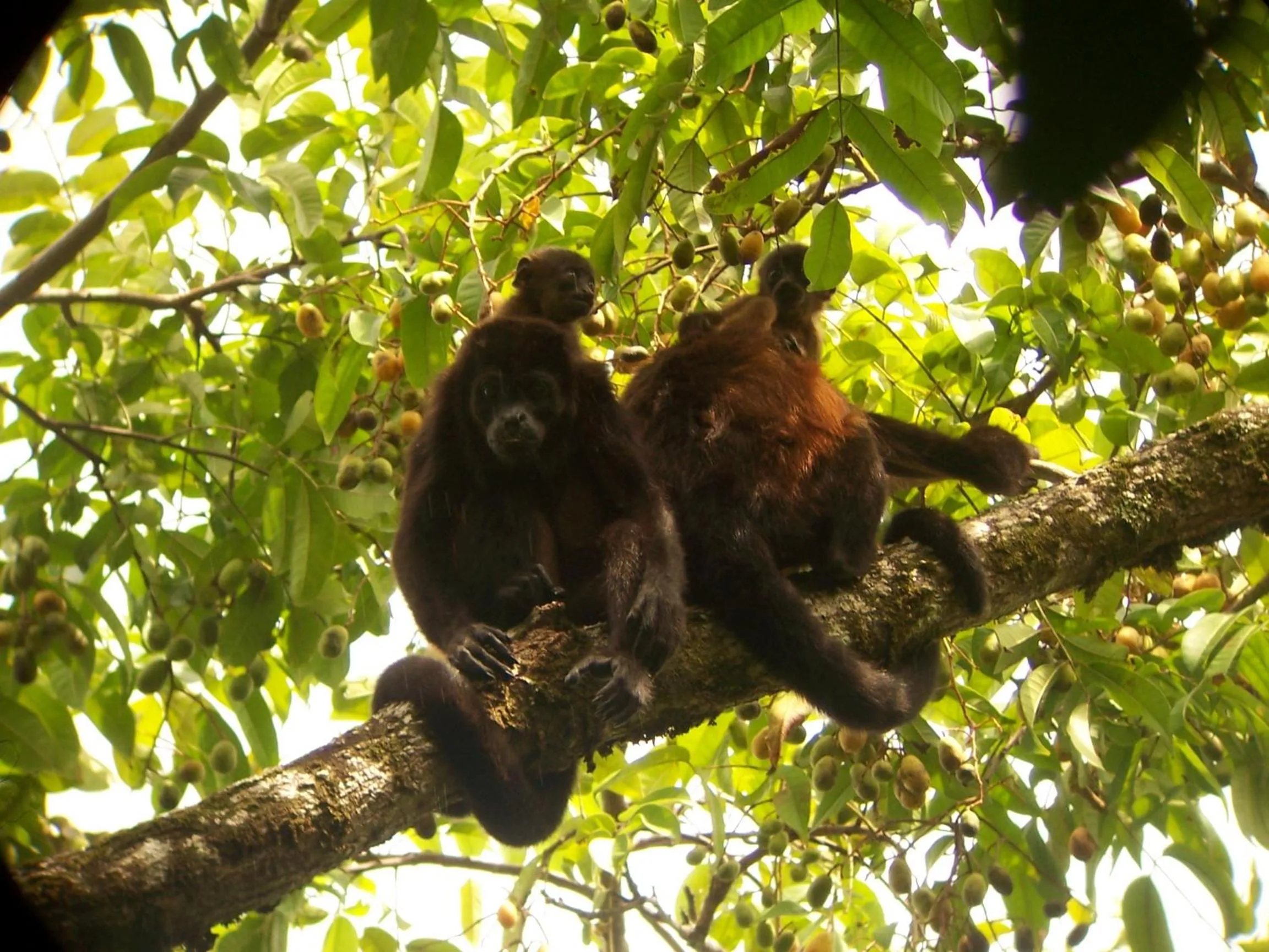 Animals in Casa Horizontes Corcovado