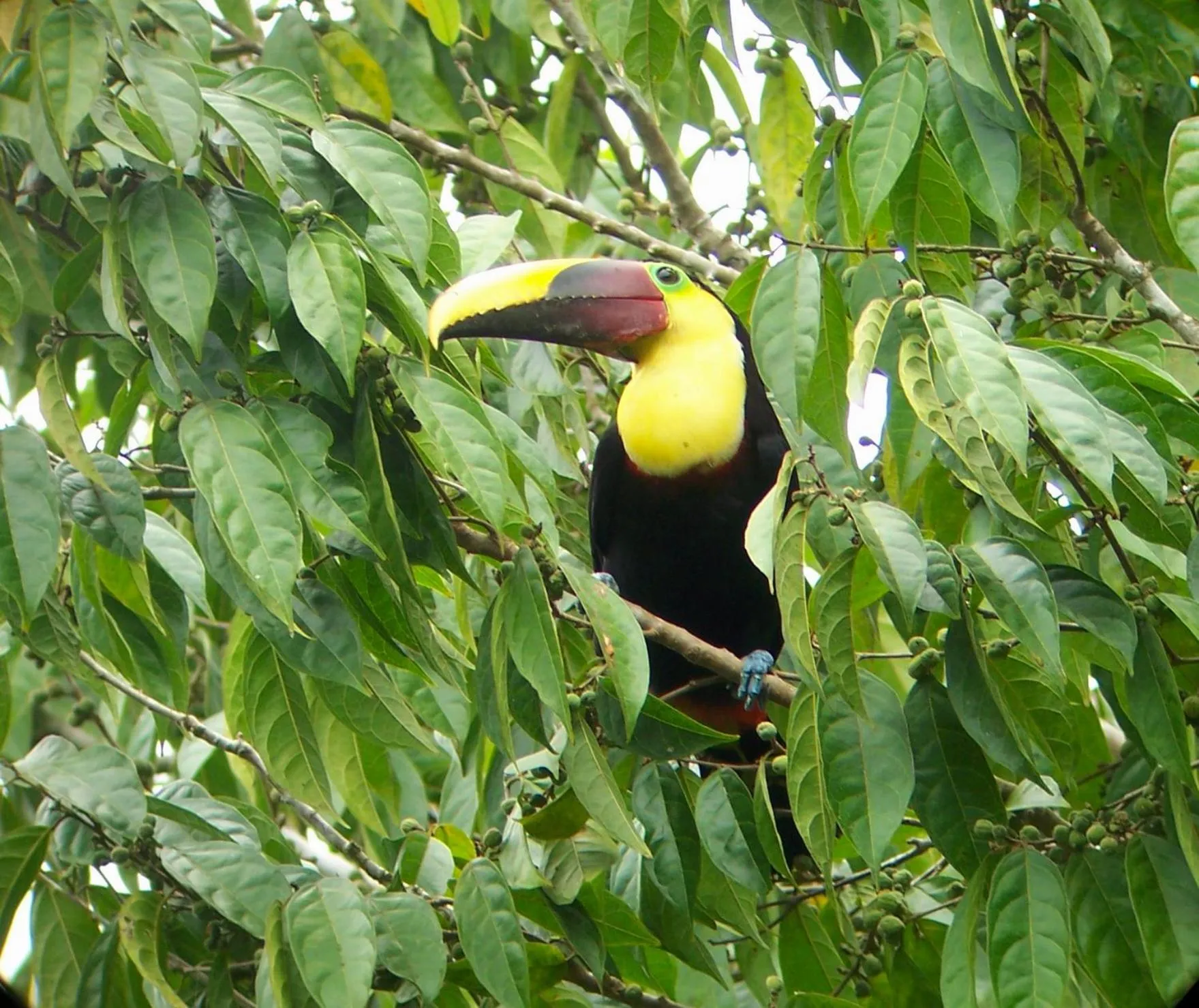 Animals in Casa Horizontes Corcovado