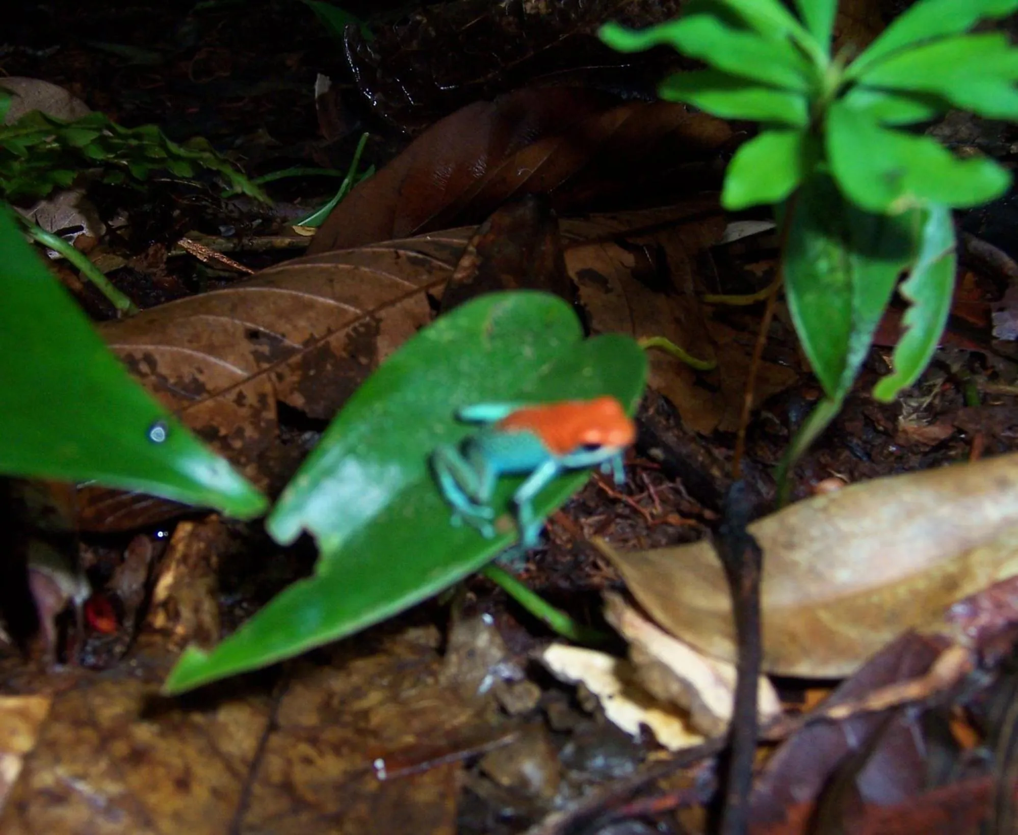 Animals in Casa Horizontes Corcovado
