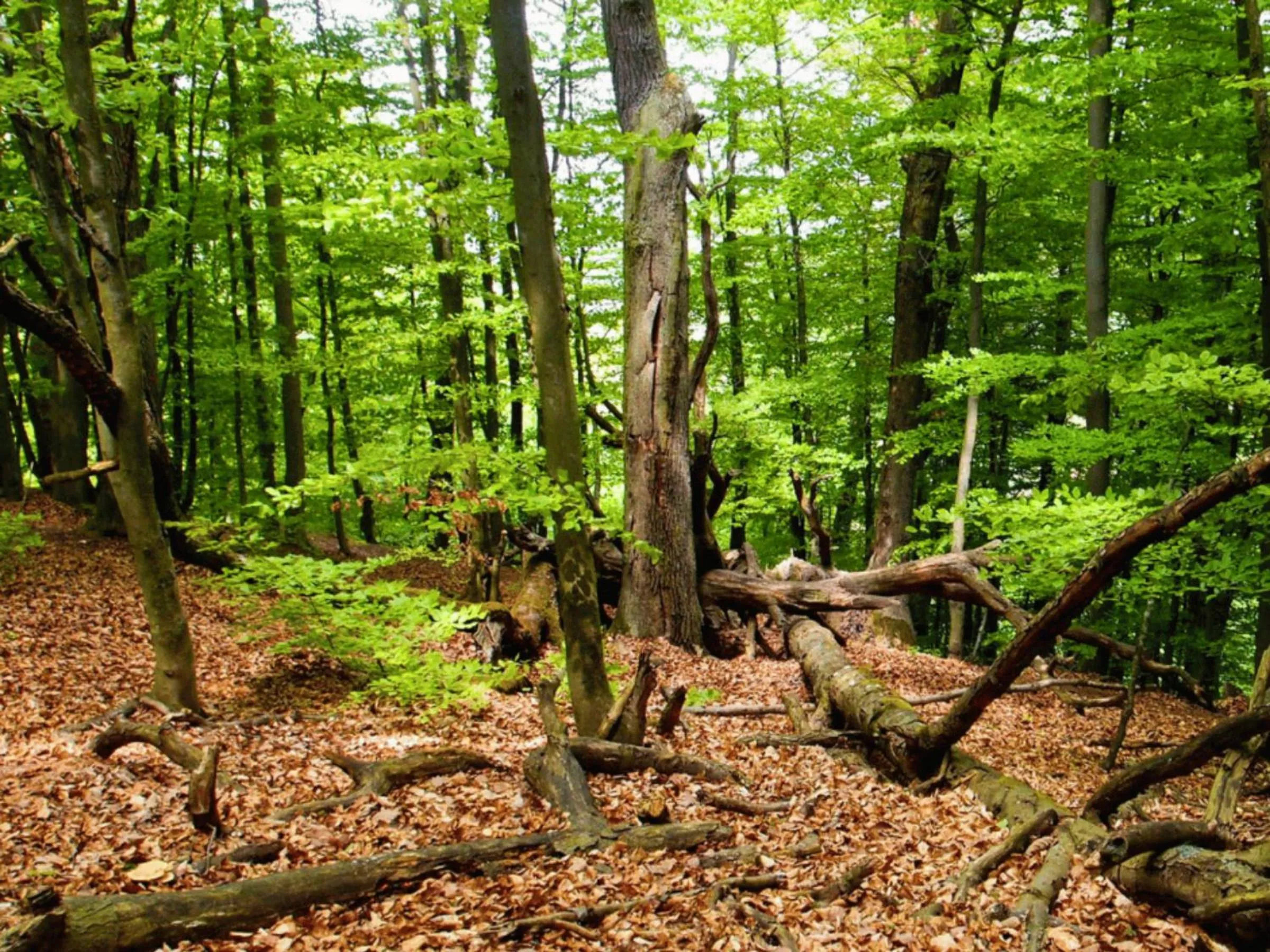 Nearby landmark in Sopot Apartment SA