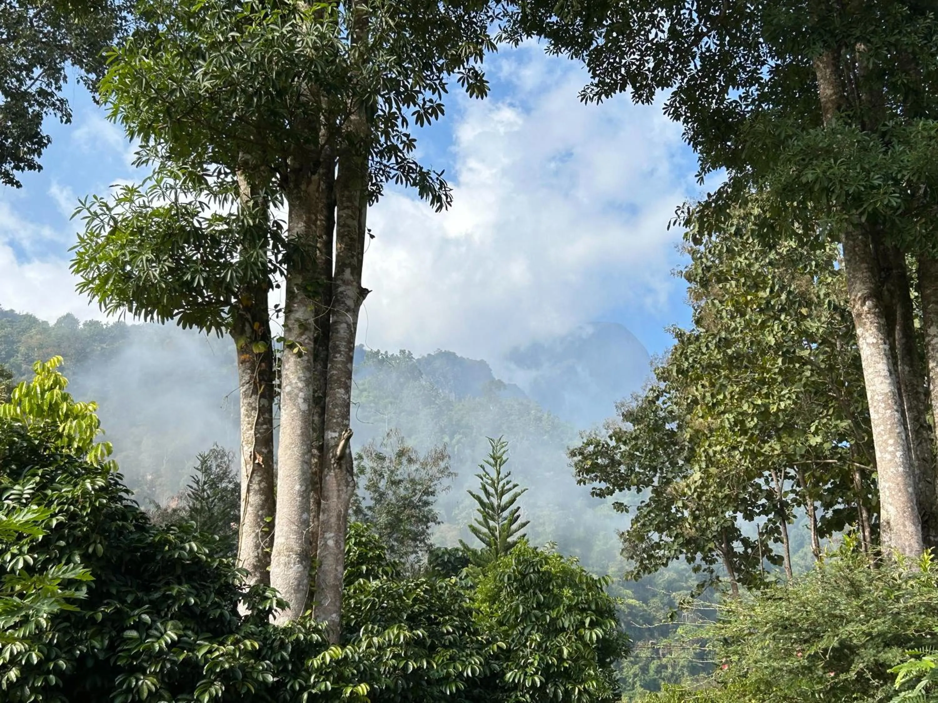 At Home Chiang Dao, Pooch Lovers