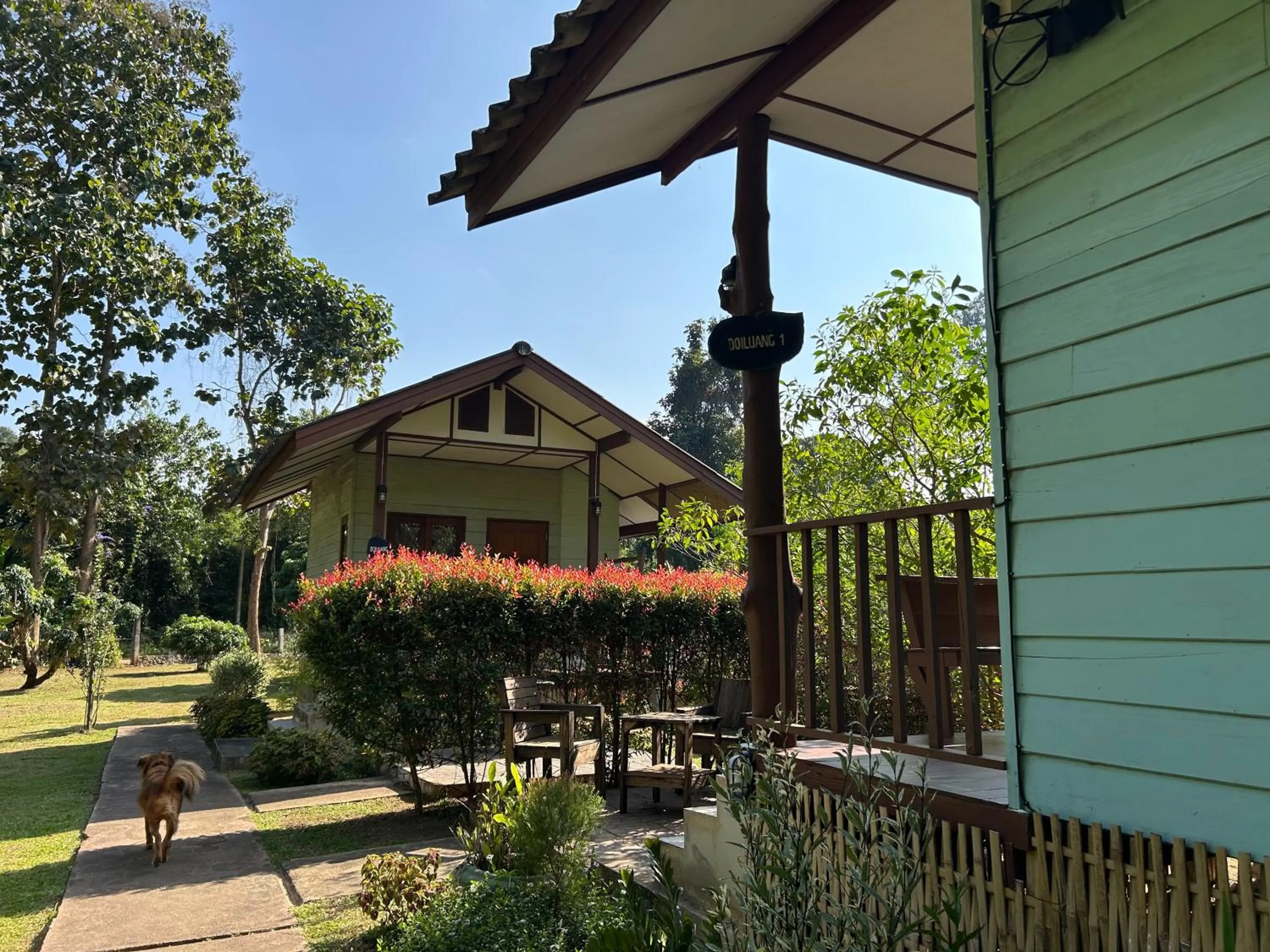 At Home Chiang Dao, Pooch Lovers