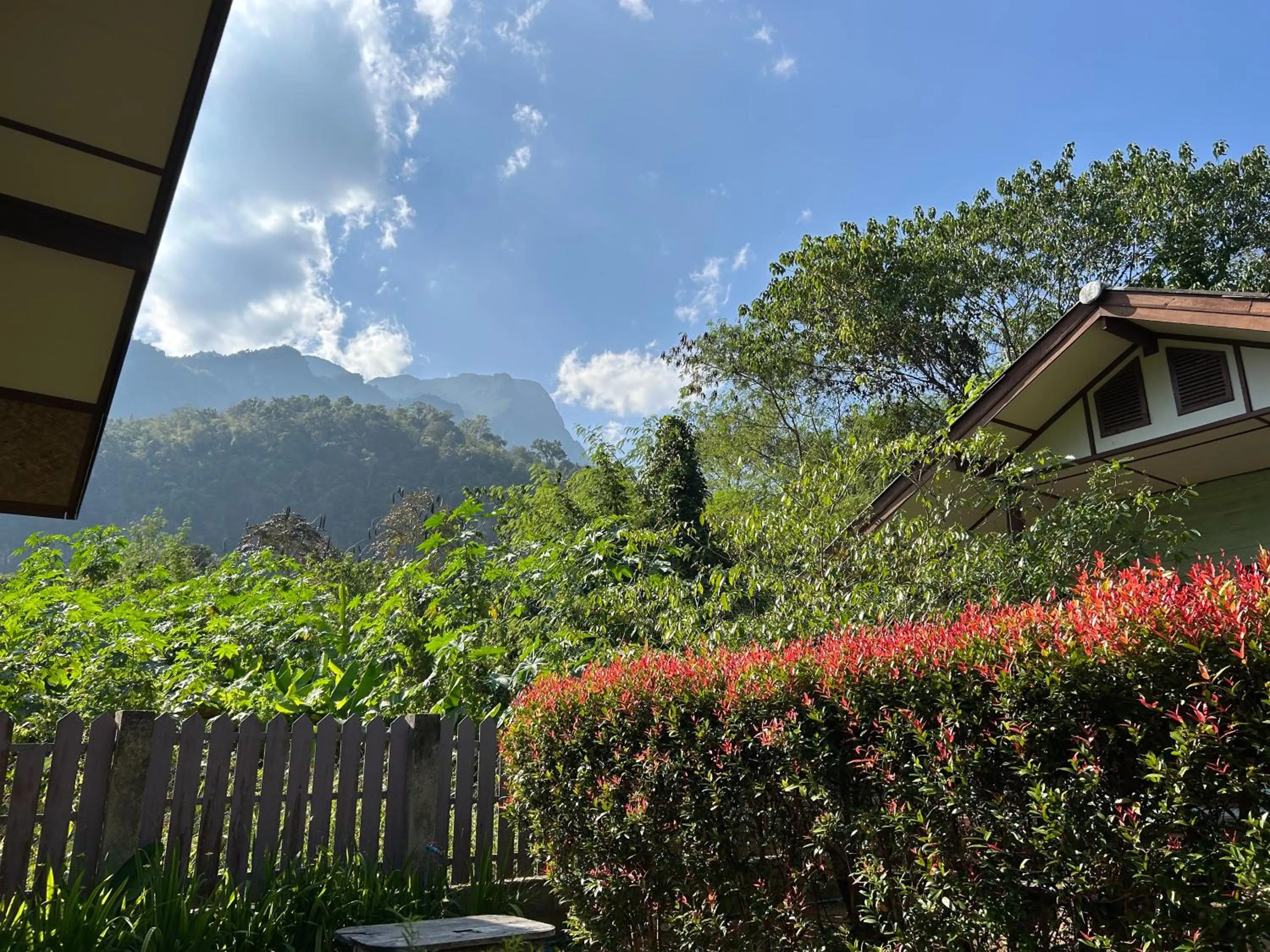 At Home Chiang Dao, Pooch Lovers