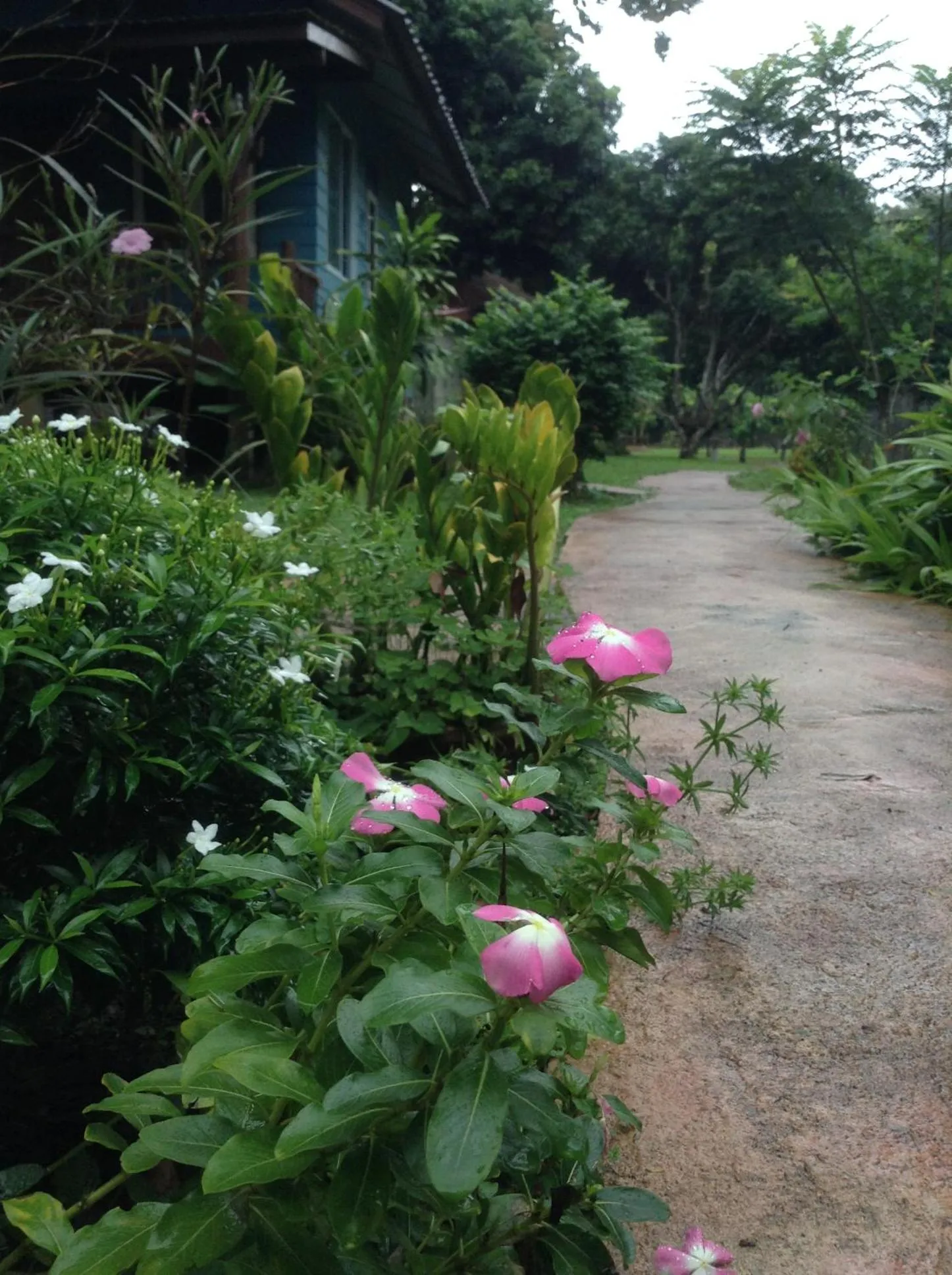 Garden in At Home Chiang Dao, Pooch Lovers
