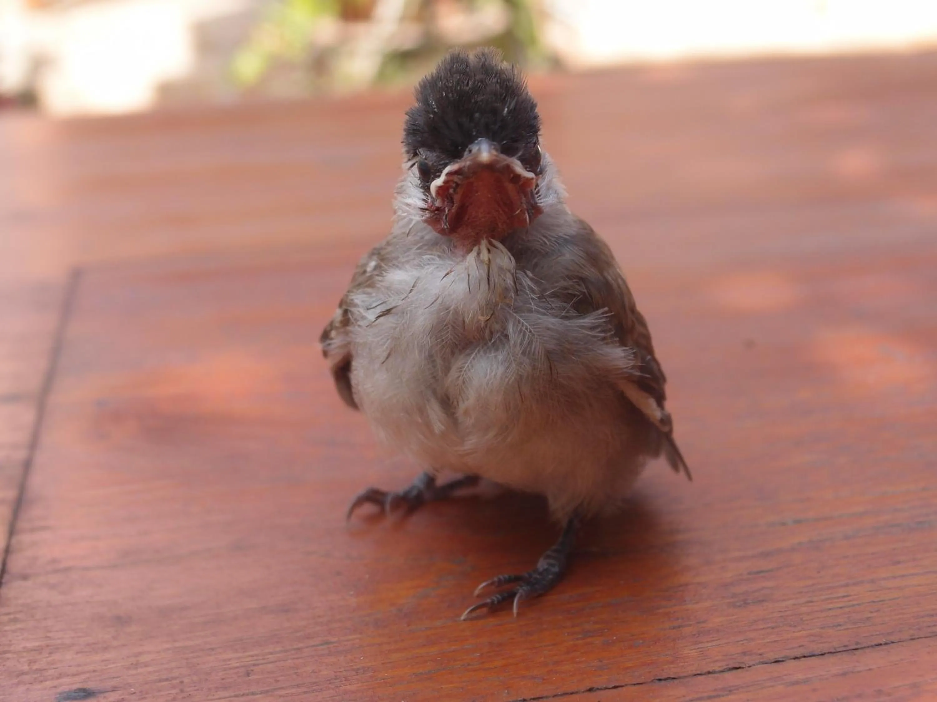 Animals in At Home Chiang Dao, Pooch Lovers