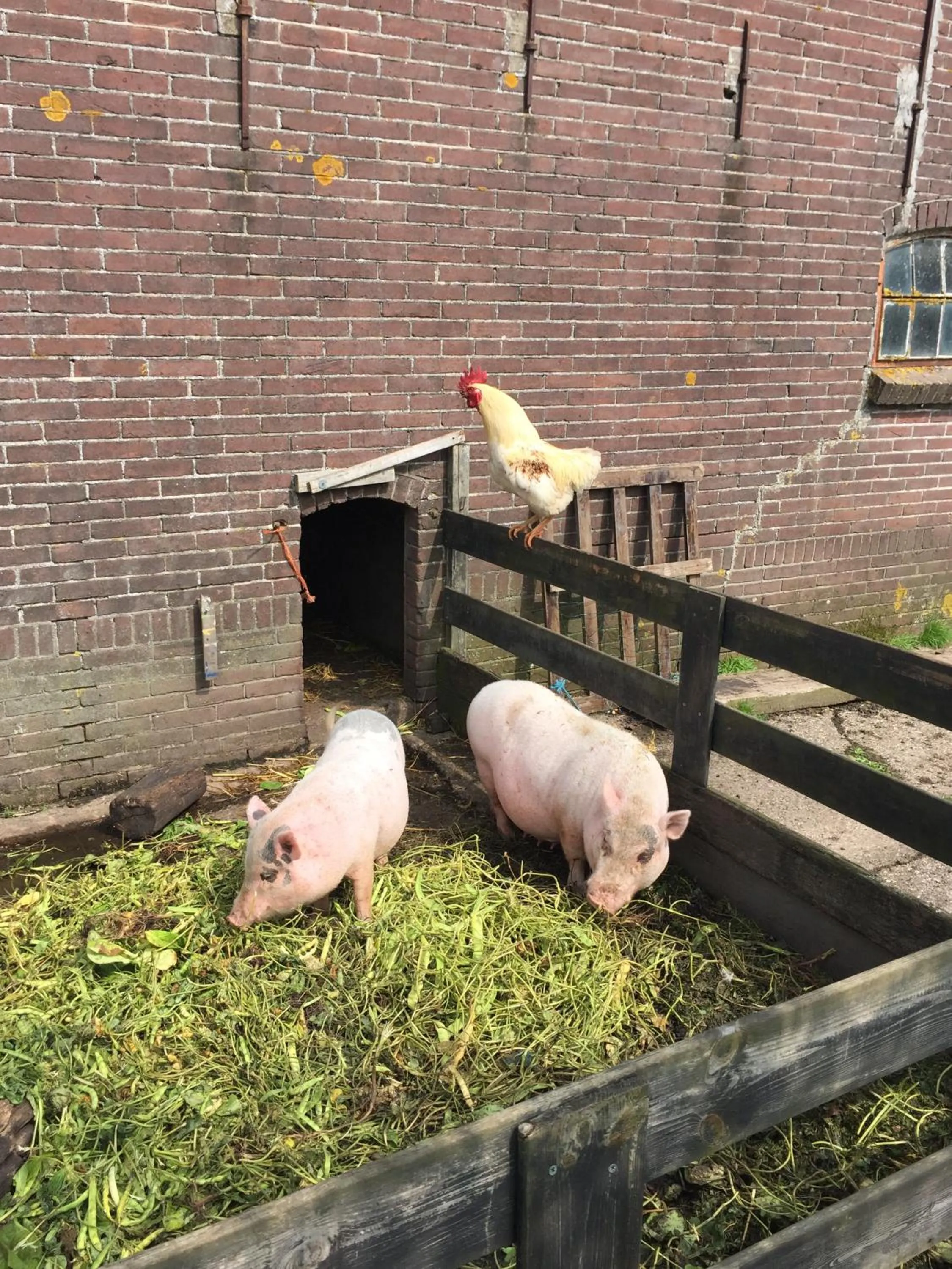 Garden in Droomgaerd