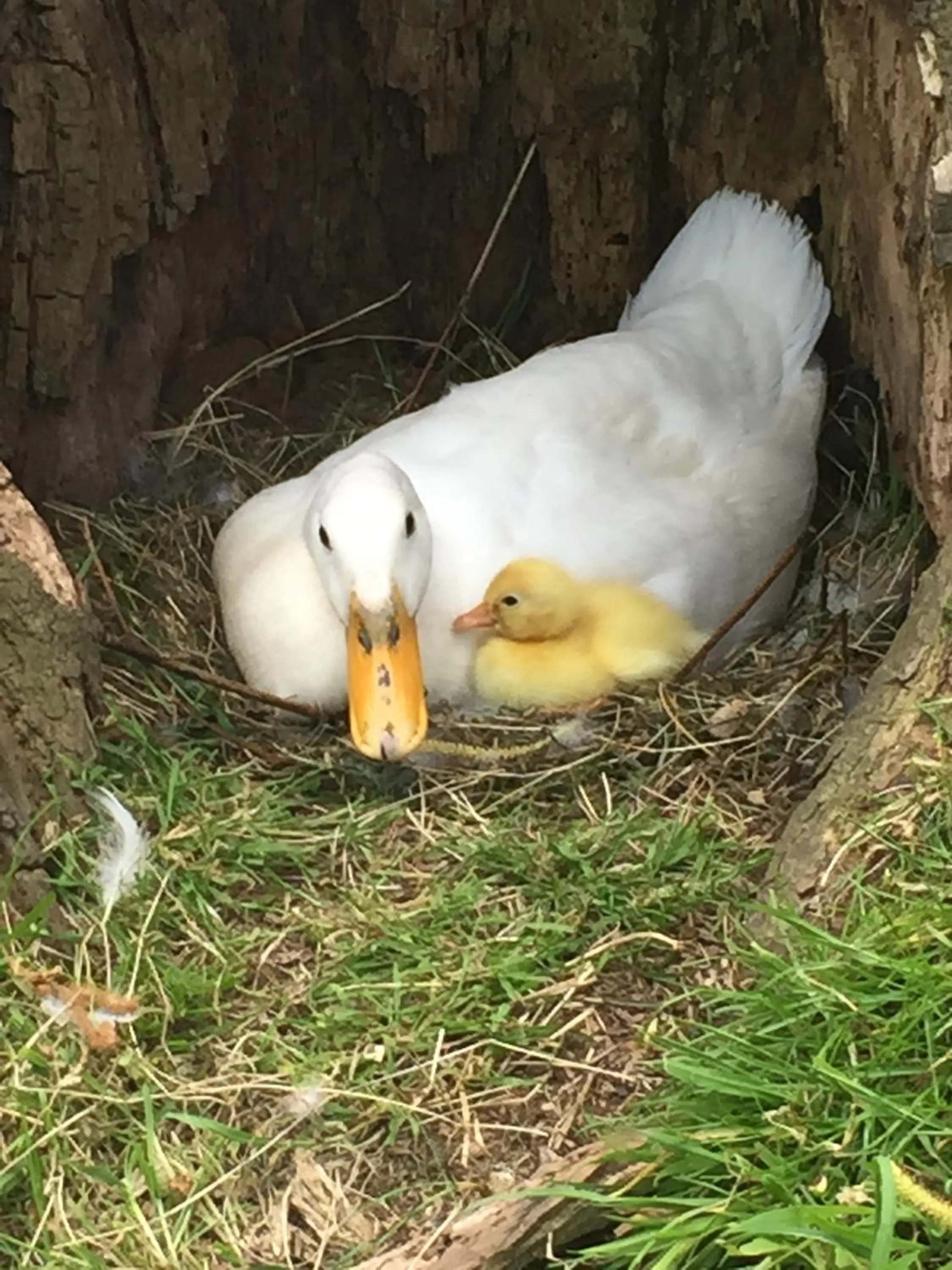 Garden in Droomgaerd