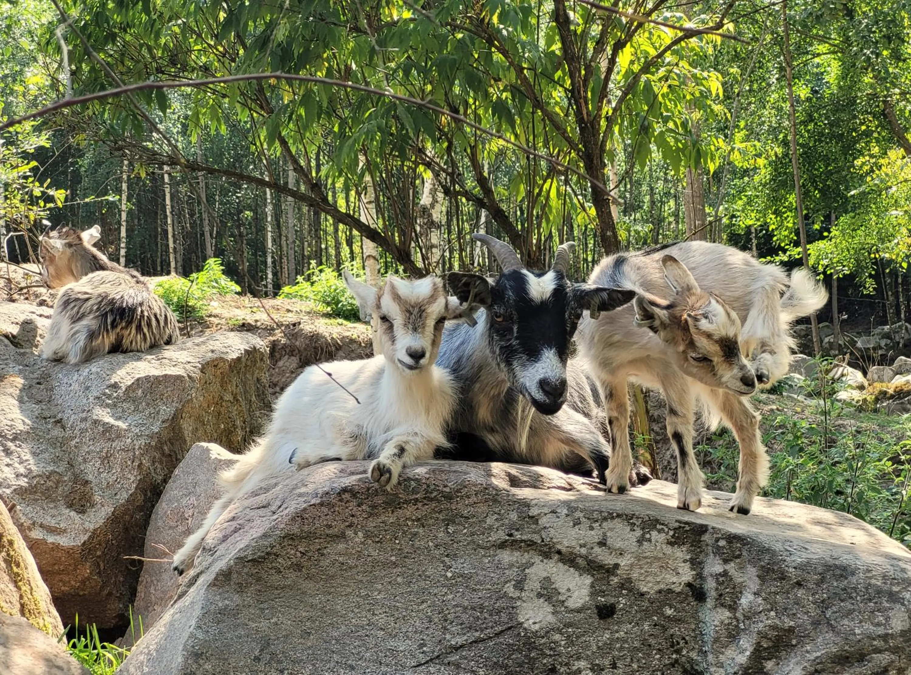 Animals in Bergakungen Stugby