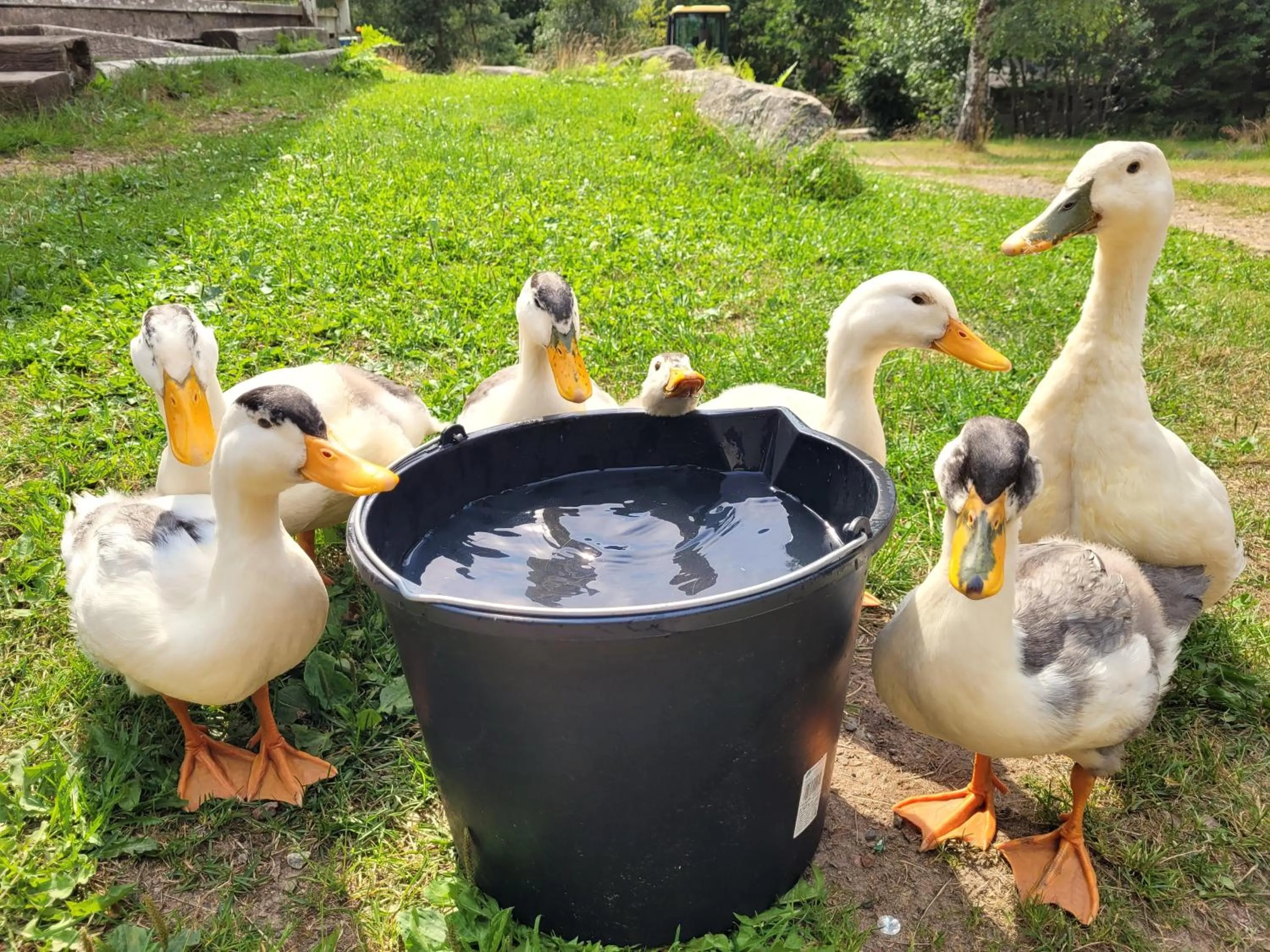 Animals in Bergakungen Stugby