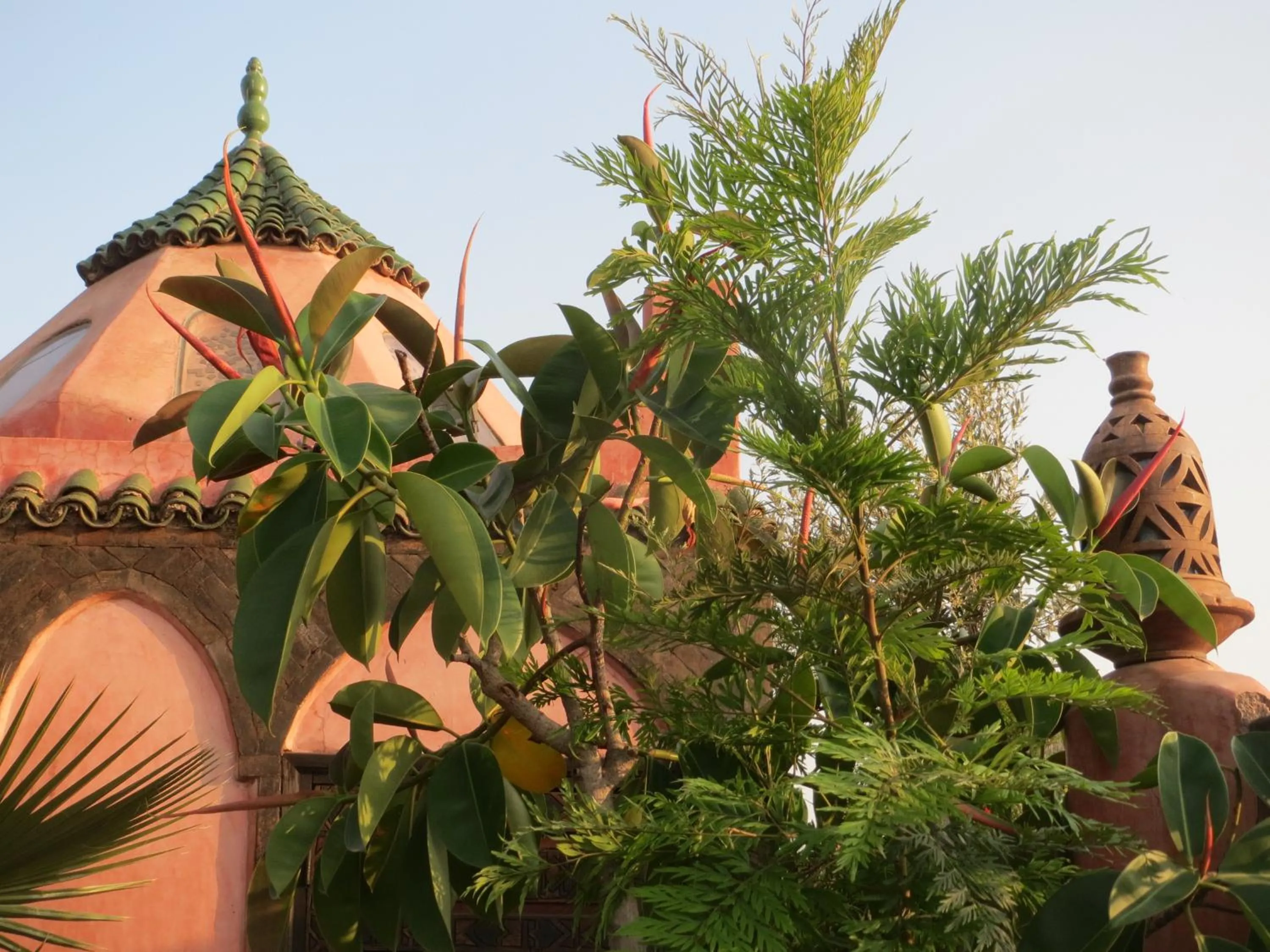 Garden in Riad Maizie