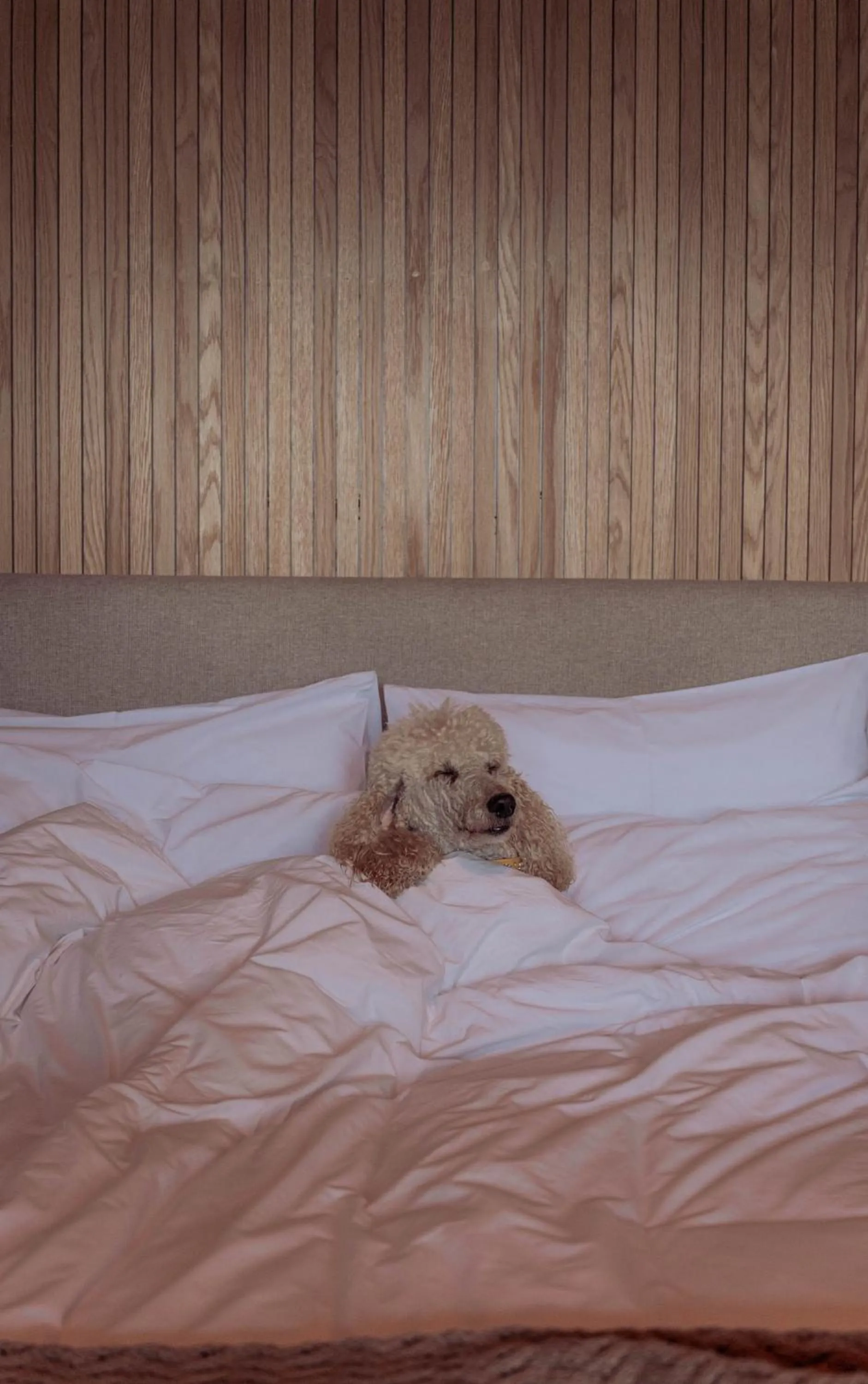 Bed in Stoep By Ideas Cartel