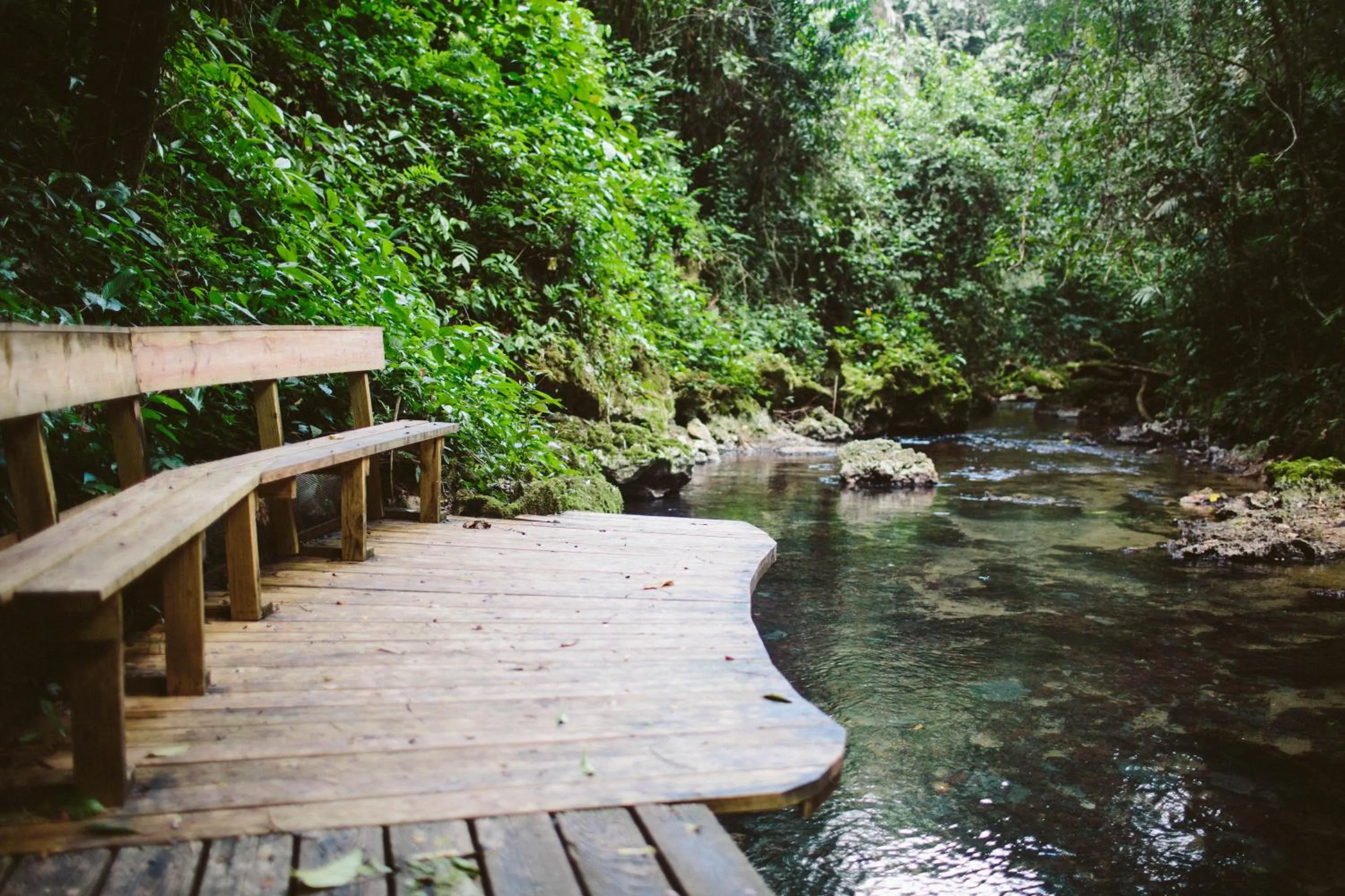 River view in Jaguar Creek