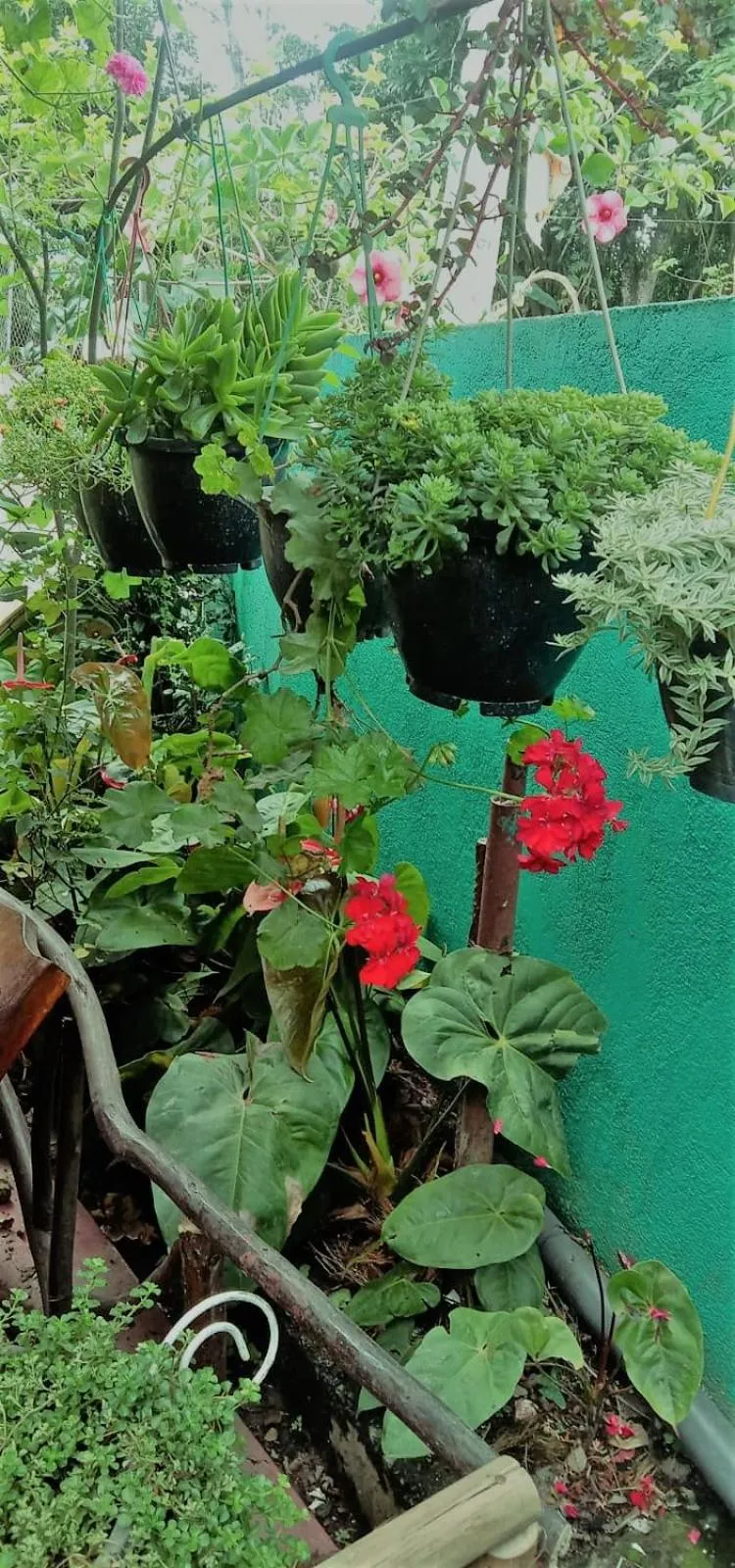 Garden in Ella Tunnel Corner Inn