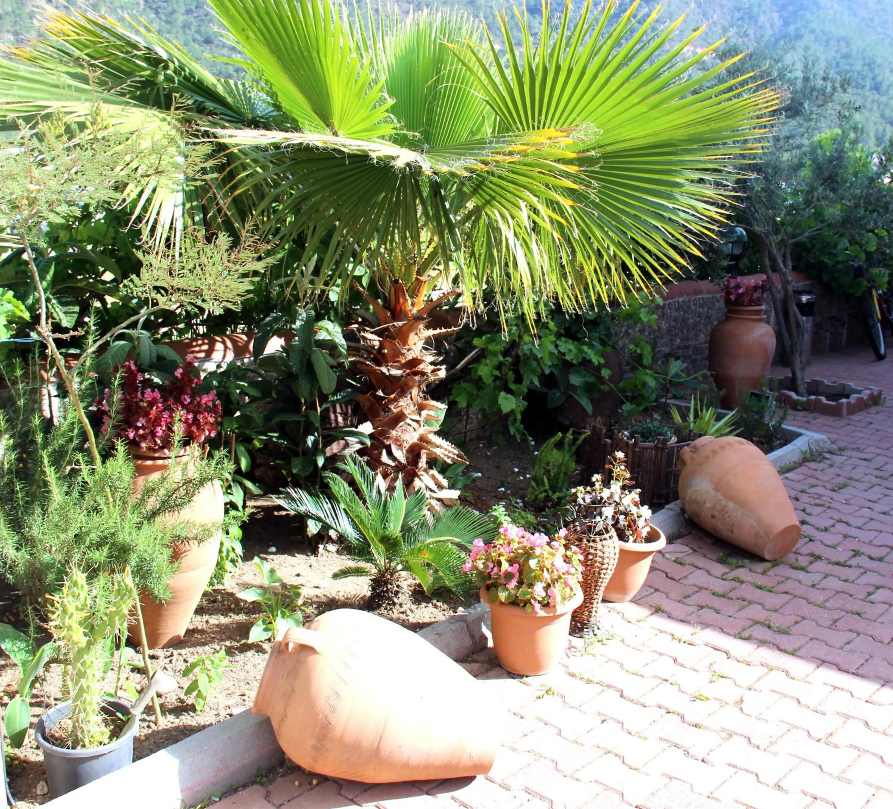 Garden view in Adrasan Shambala