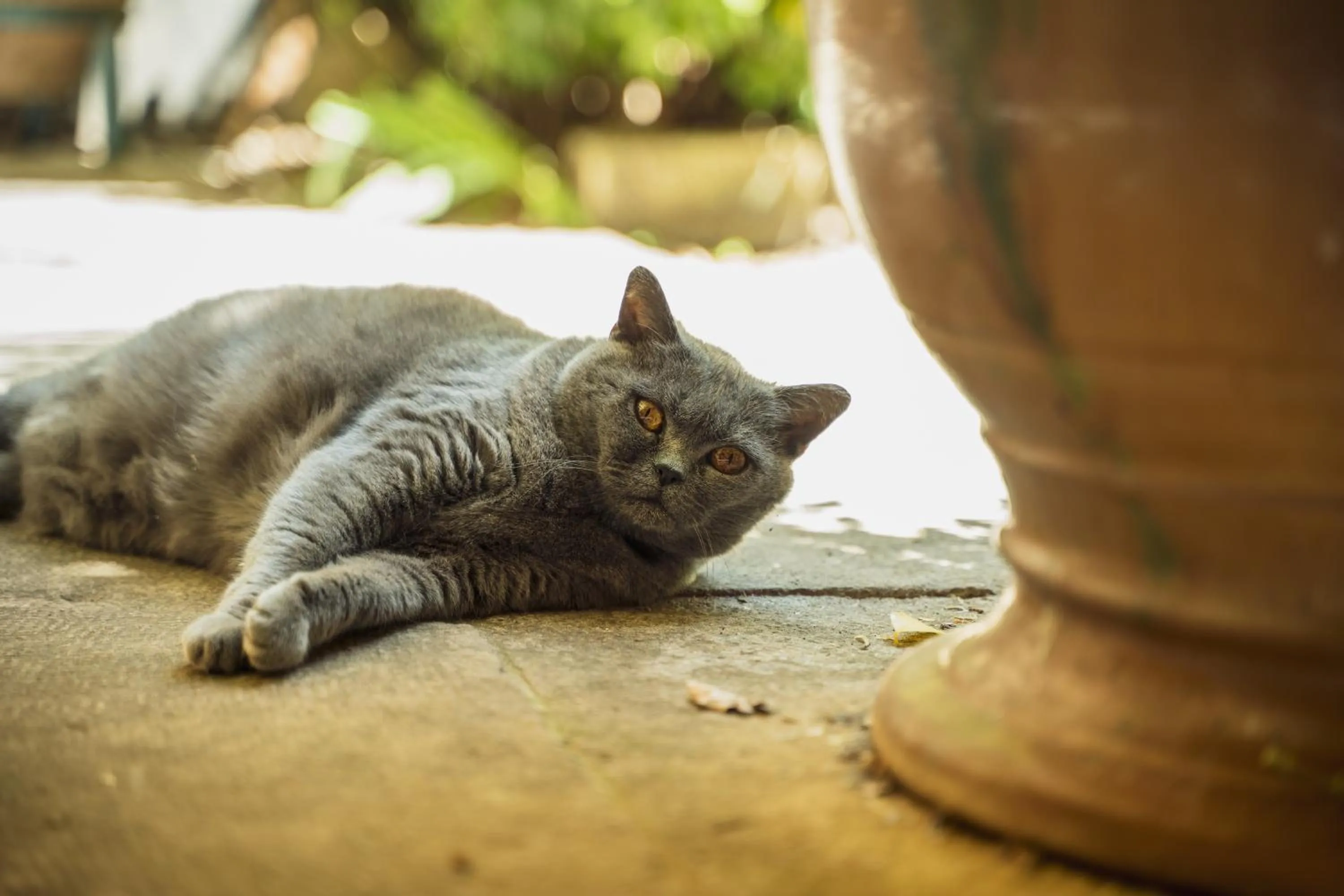 Garden in Les Jardins de Baracane