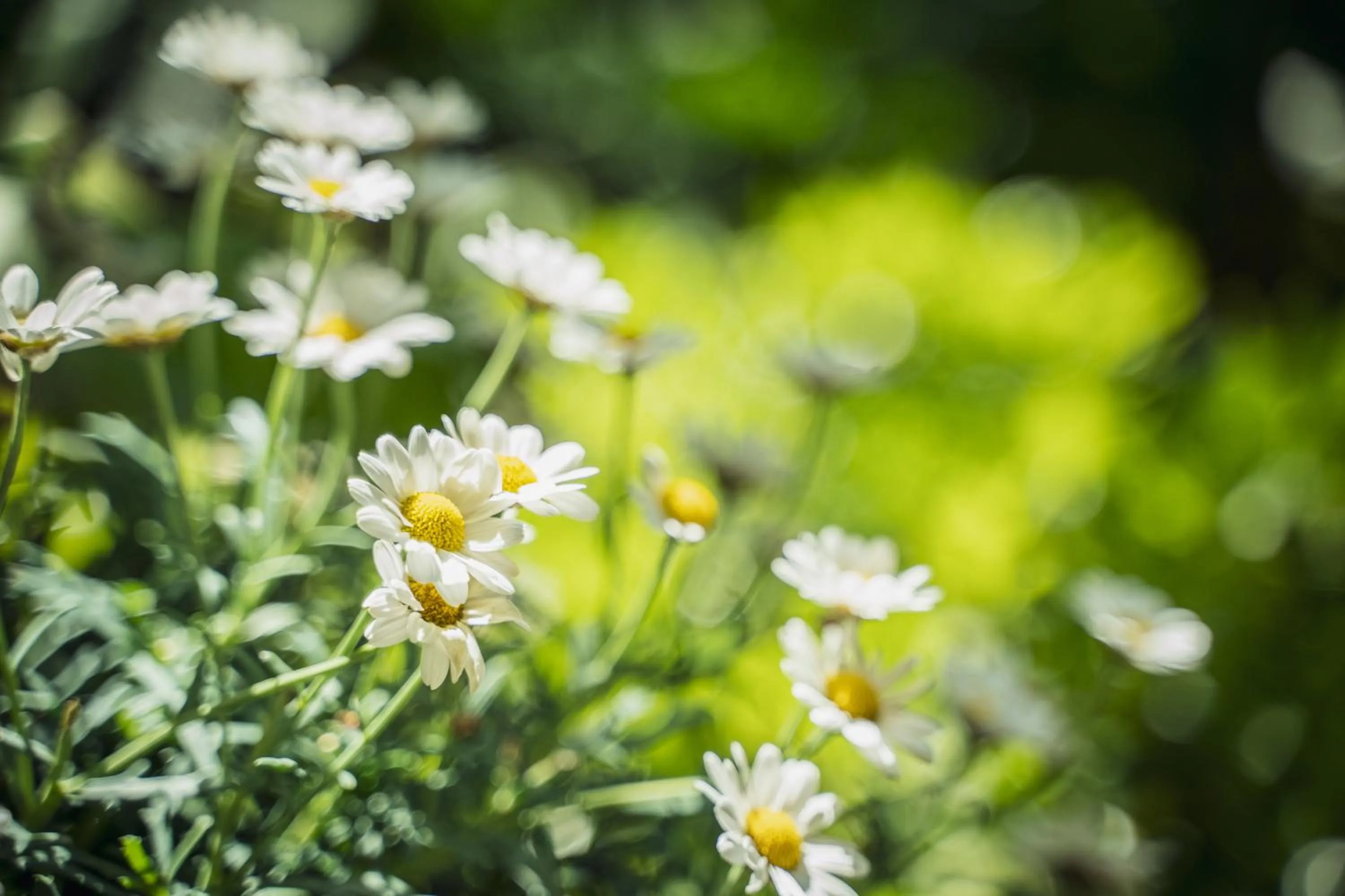 Garden in Les Jardins de Baracane