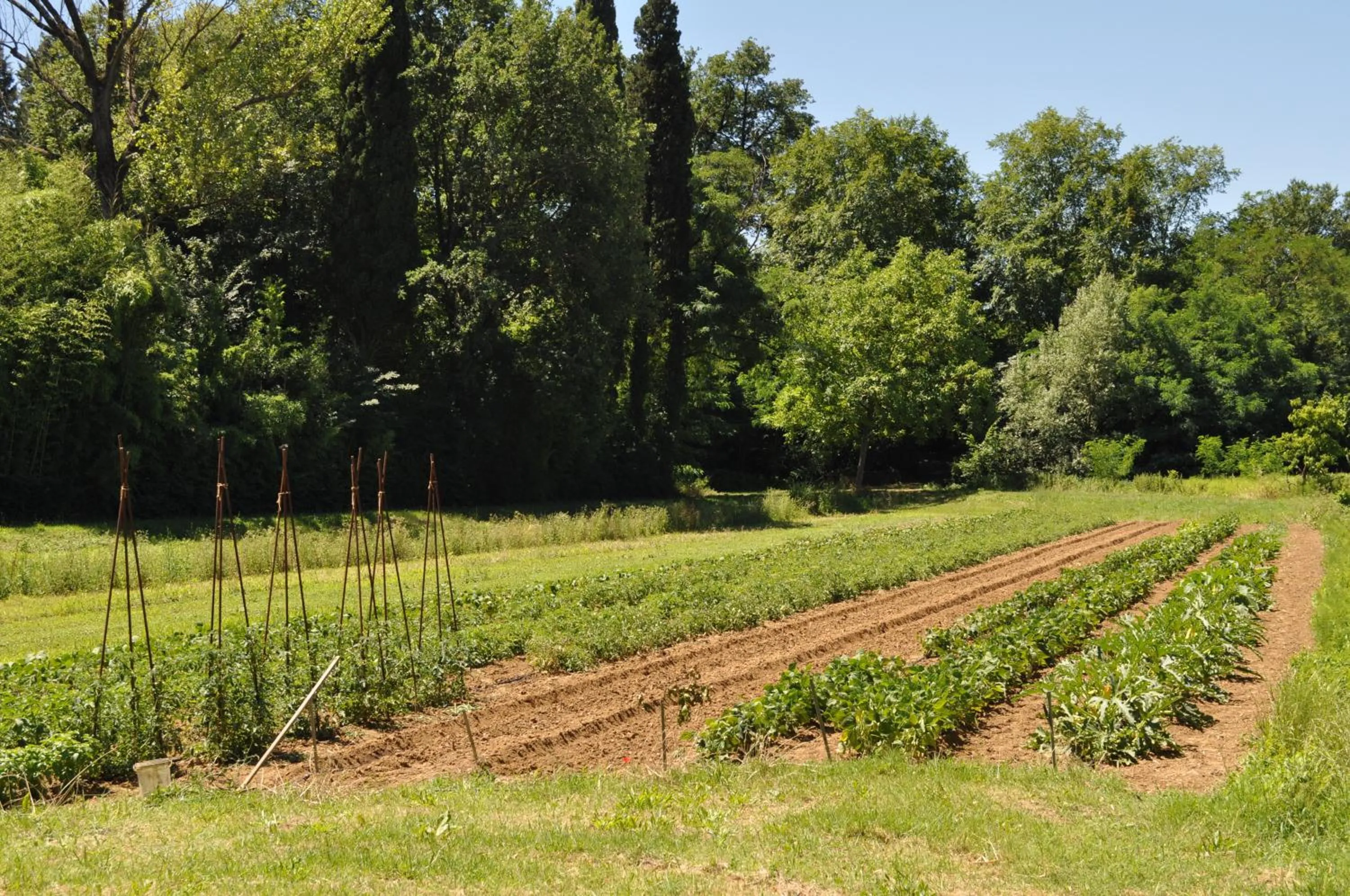 Garden in Visconte Apartment