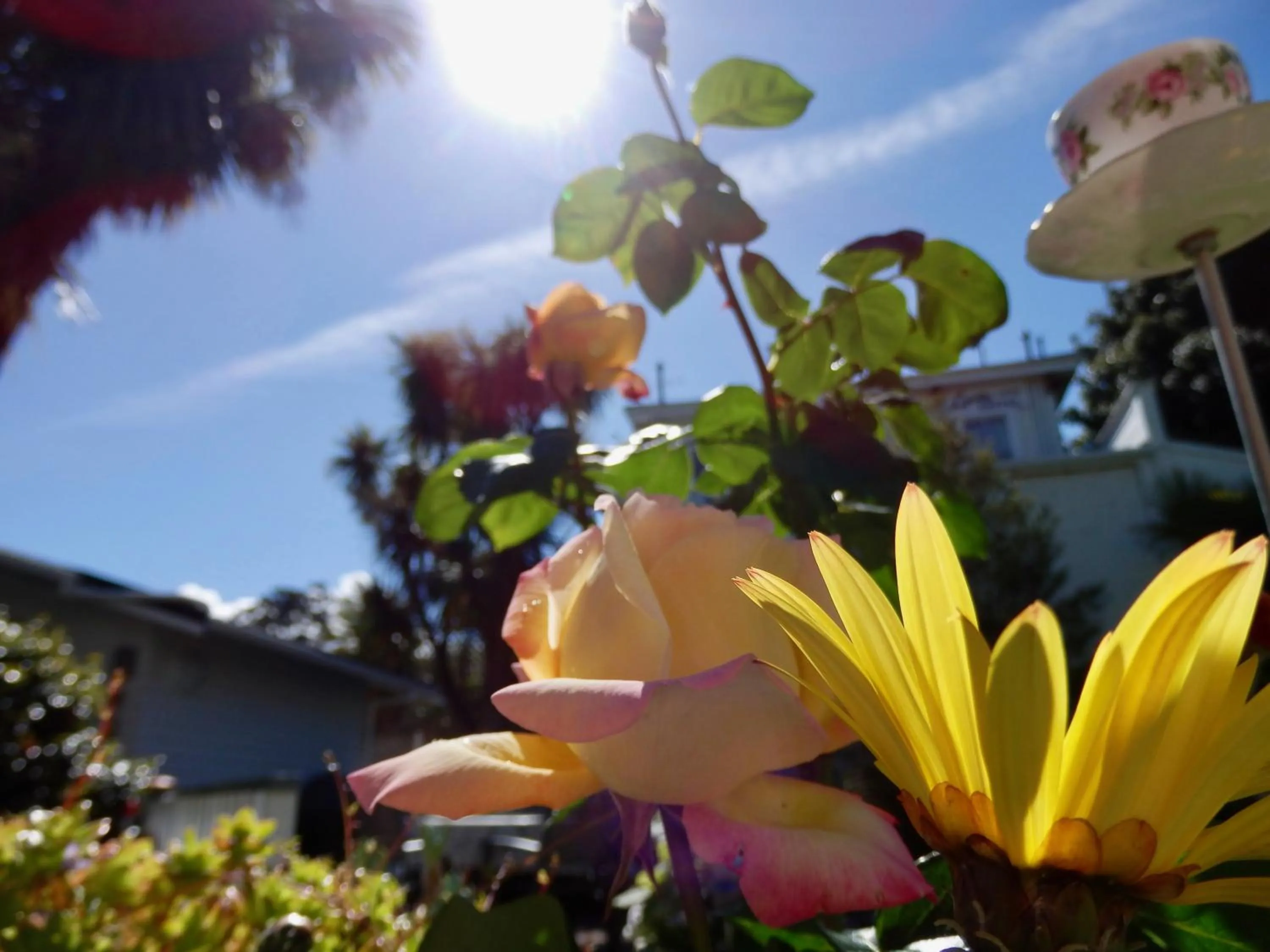 Summer in Ah House City B&B Nelson