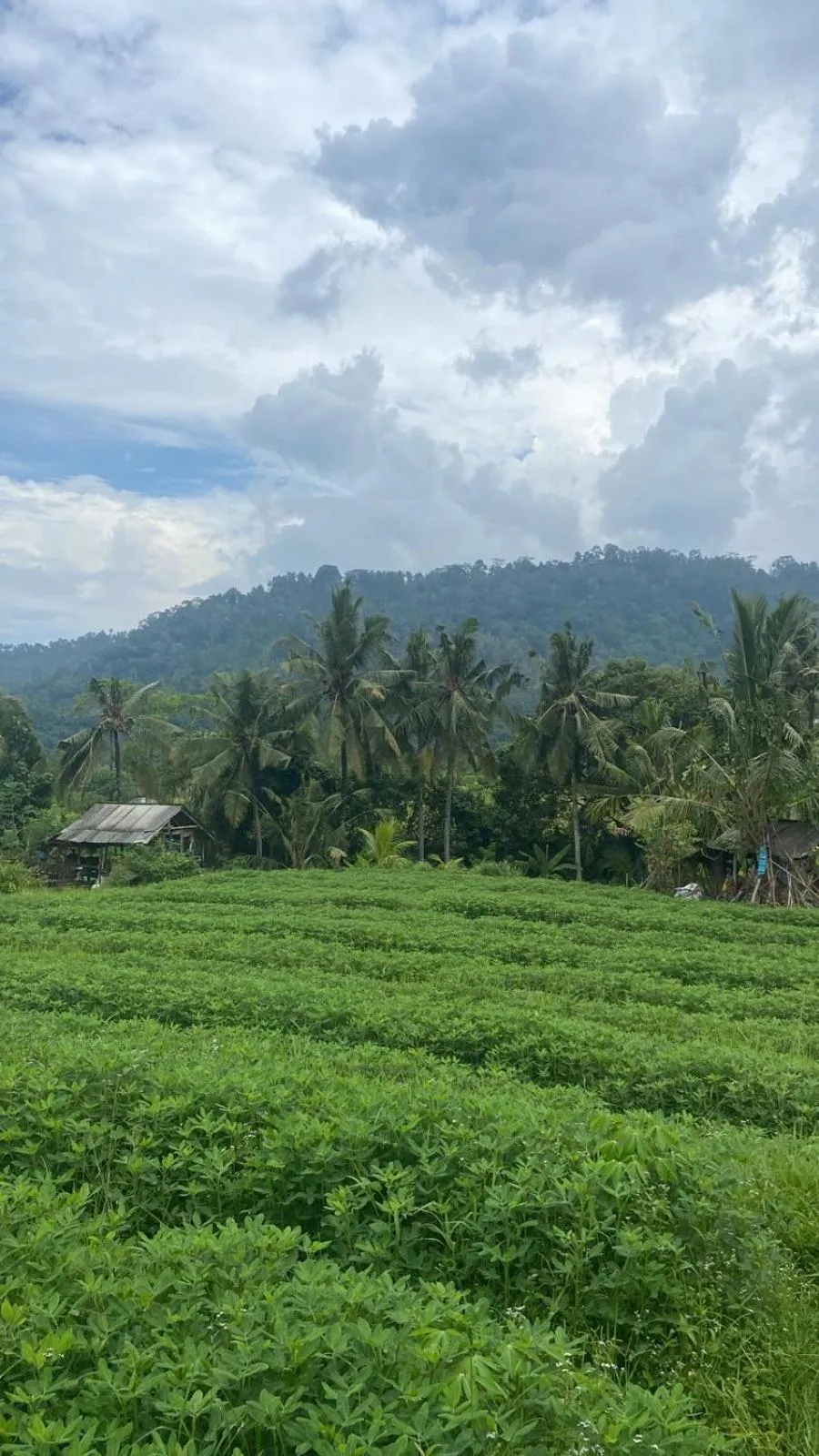 Natural landscape in Beji Ayu Villas Sidemen